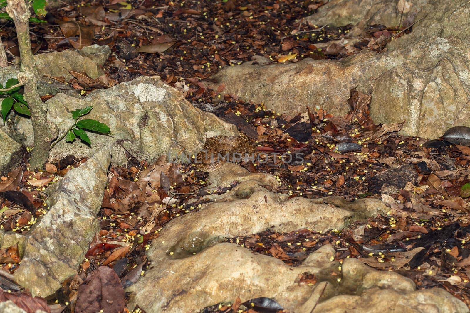 Malagasy Cat-eyed Snake, Madagascarophis colubrinus is a species of snake of the family Pseudoxyrhophiidae, nocturnal snake, Kirindy Forest, Madagascar wildlife animal