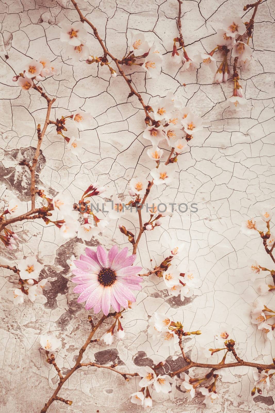 Spring background with beautiful white and pink flowering branches