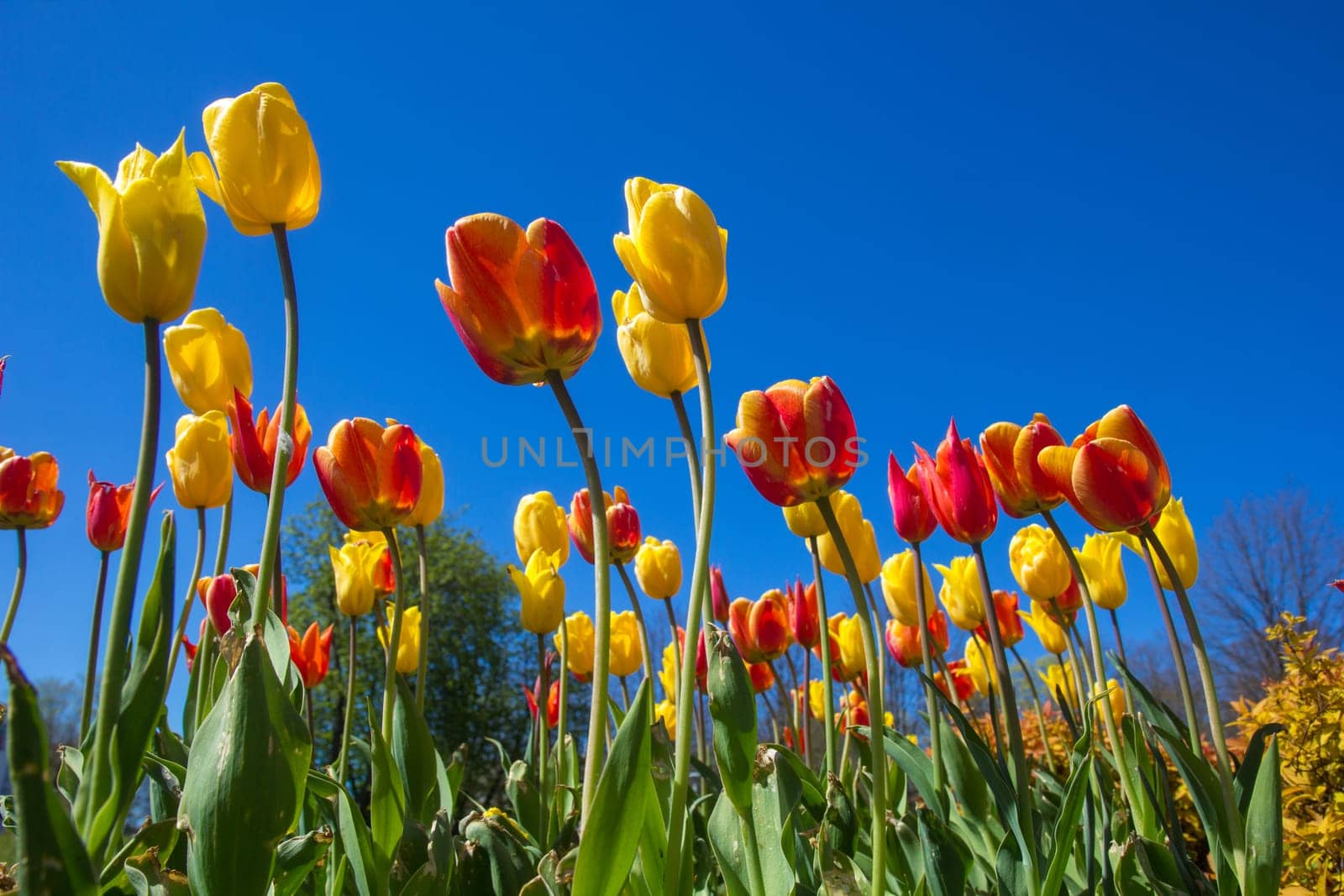 Colorful tulips in a park flowerbed against a blue sky.