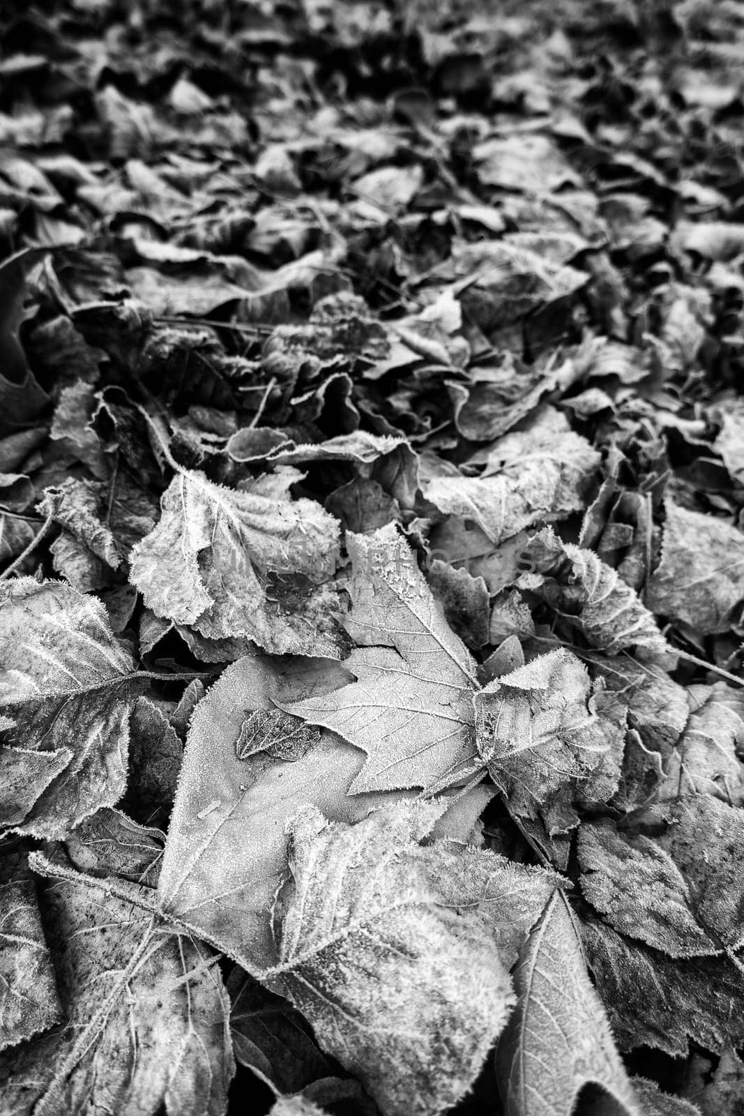 Detail of dry tree leaves on a cold winter day, ice and snow