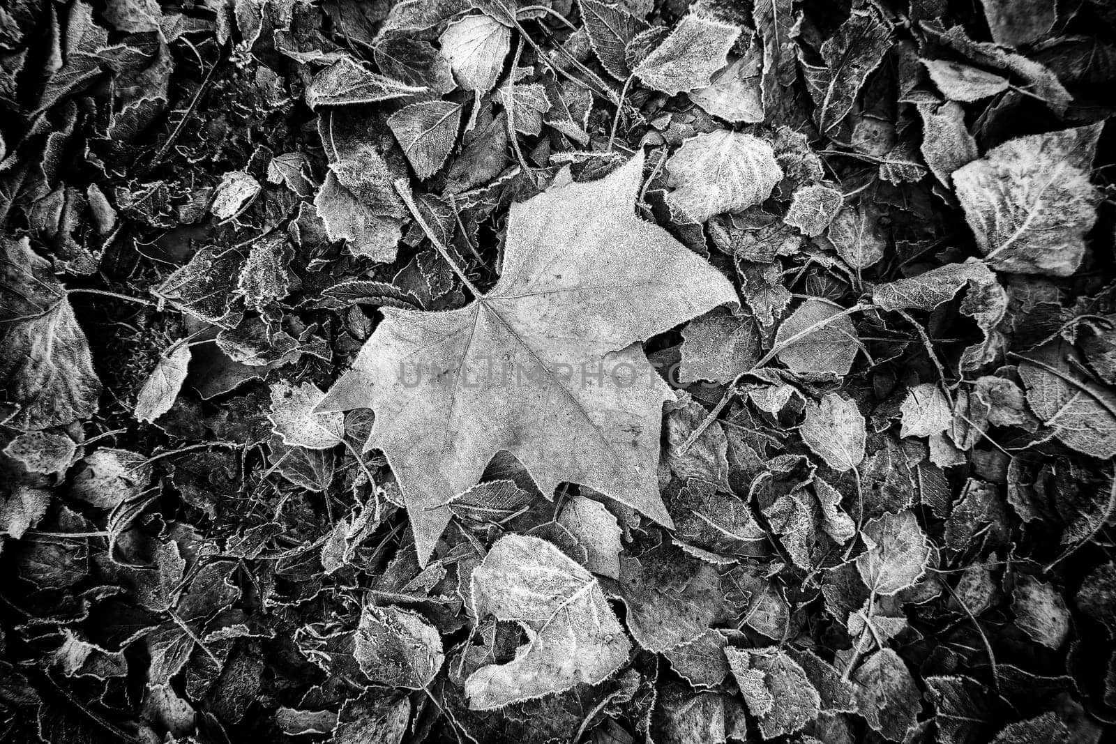 Detail of dry tree leaves on a cold winter day, ice and snow