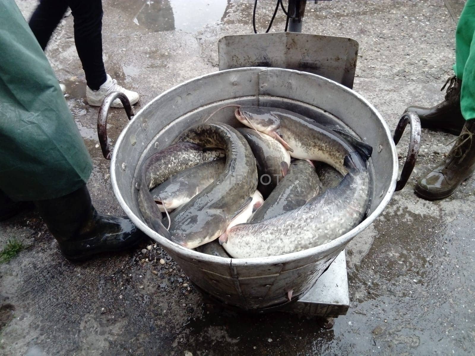 Catfish fish in a galvanized large basin are ready to be weighed and loaded into a fish store. The fish are choking. Legs of fishermen in black rubber boots and green uniform.
