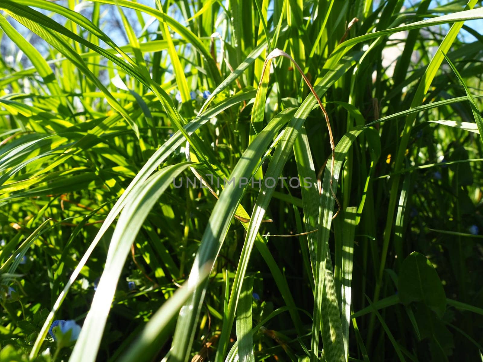 long grass meadow closeup with bright sunlight