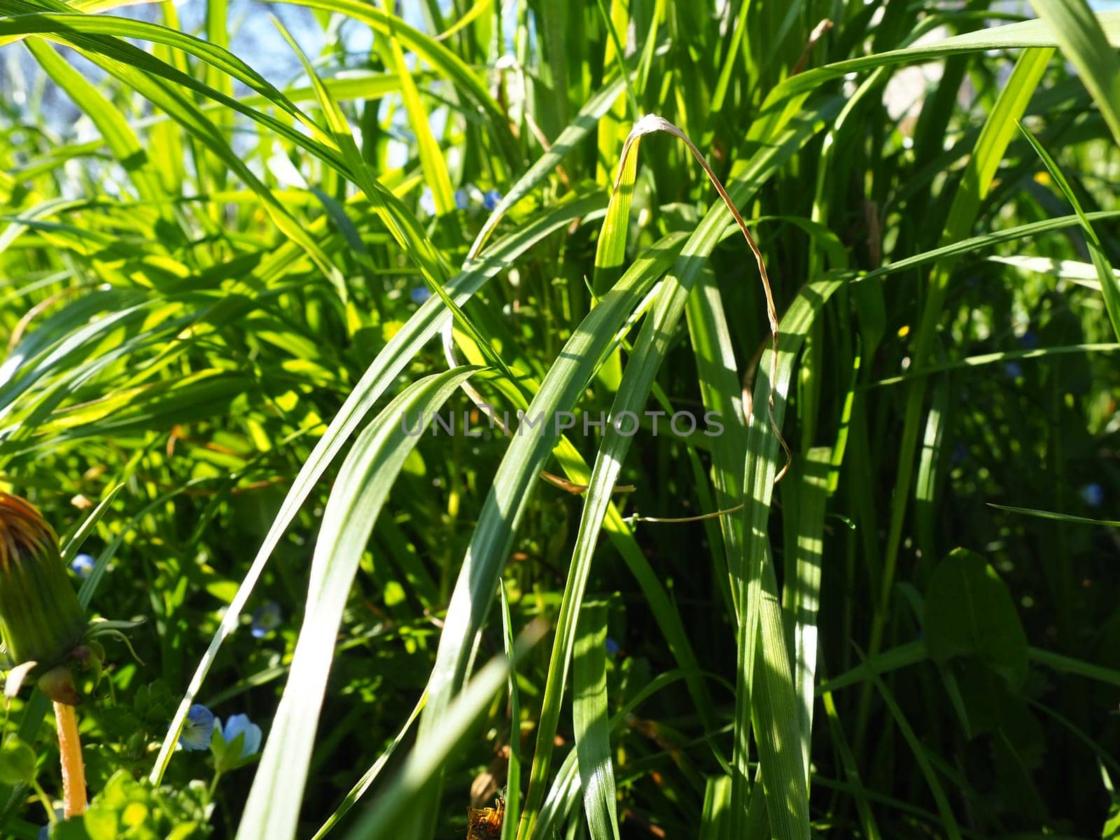 long grass meadow closeup with bright sunlight