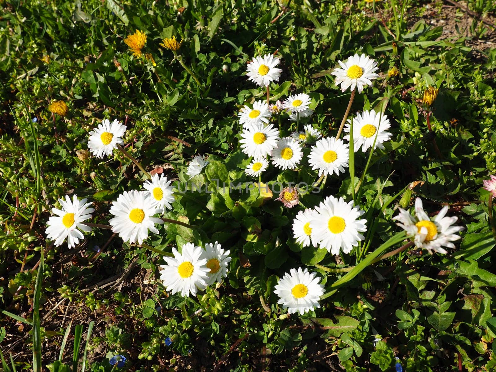 Bellis perennis. Daisy blooms in spring on the lawn. Beautiful white flowers on the field. Daisies as wildflowers.