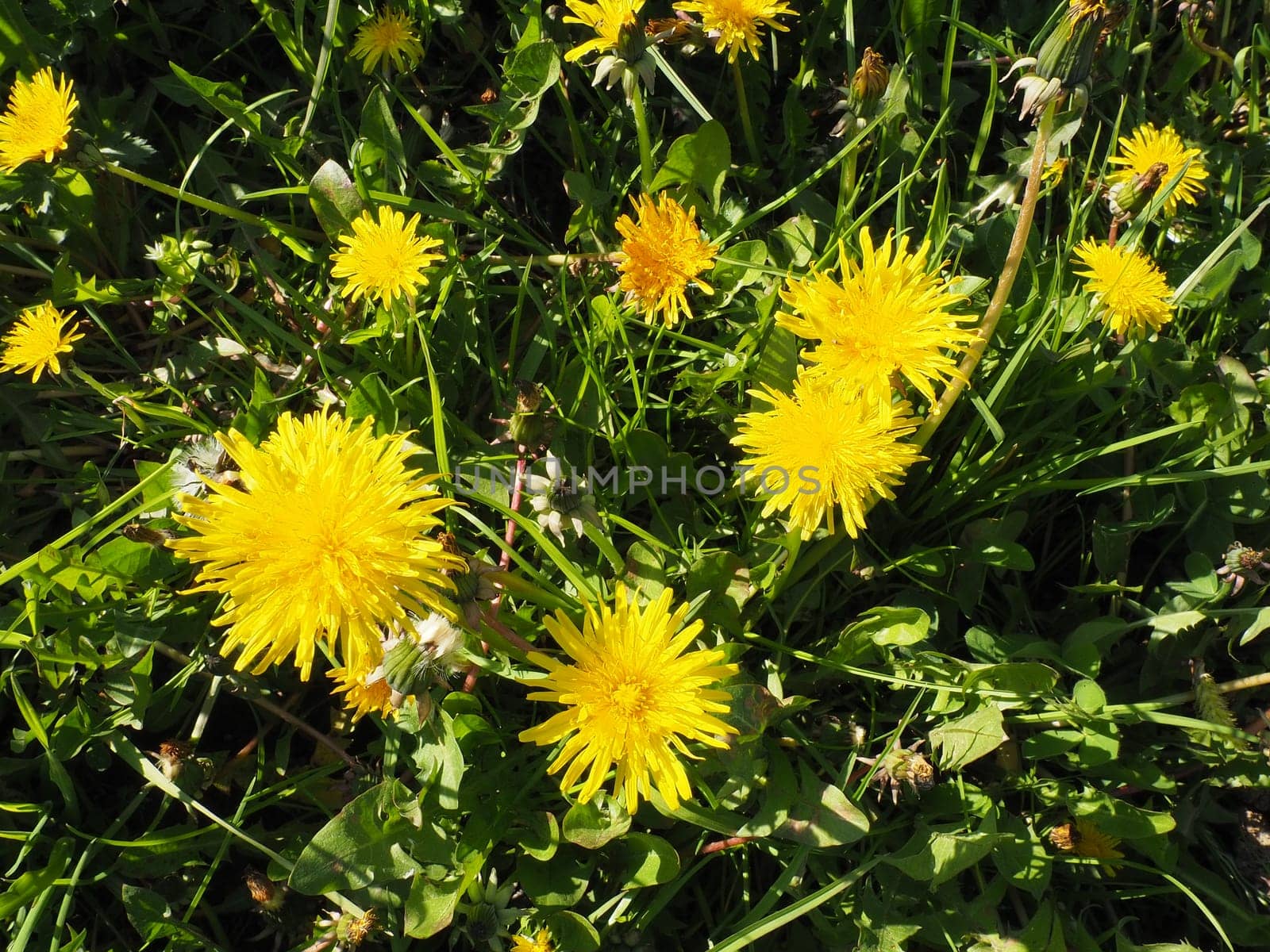 Dandelion blowing, Close-up of bright yellow flowers of Taraxacum against the background of green grass in a summer garden. Yellow flowers field.
