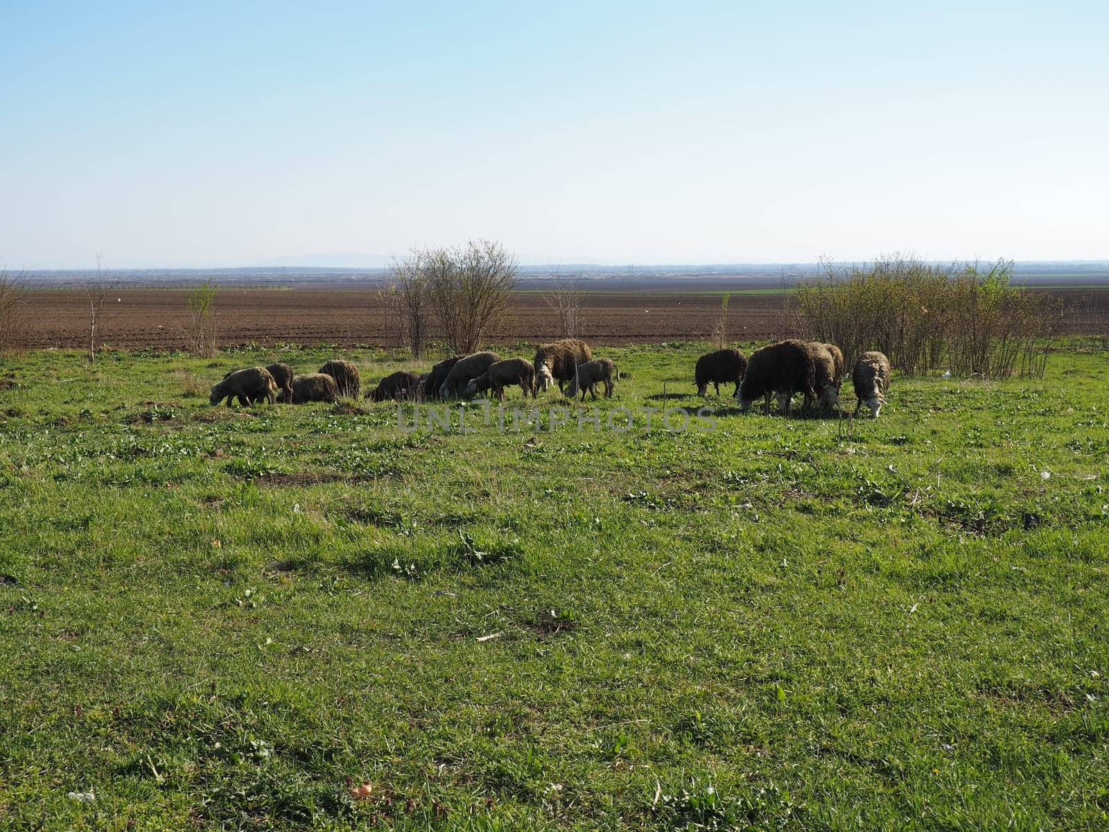A herd of rams in the field. Ruminants graze in the meadow. Sheep and rams are bred to the grass. Farming and animal husbandry in Serbia. Brown or black sheep breed. Animals for wool production.