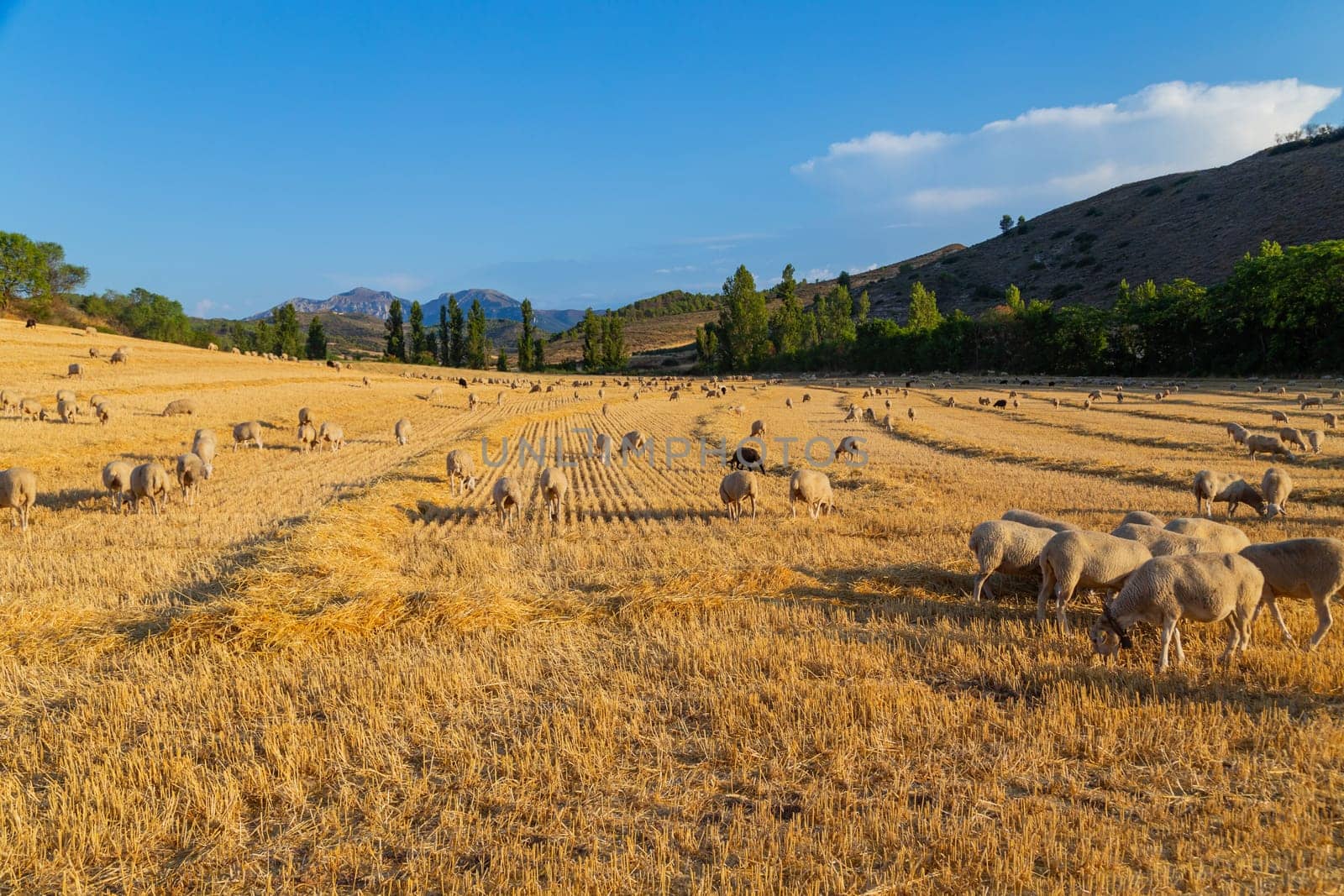Sheeps pacing peacefully in the mountains of the Basque Country. Spain
