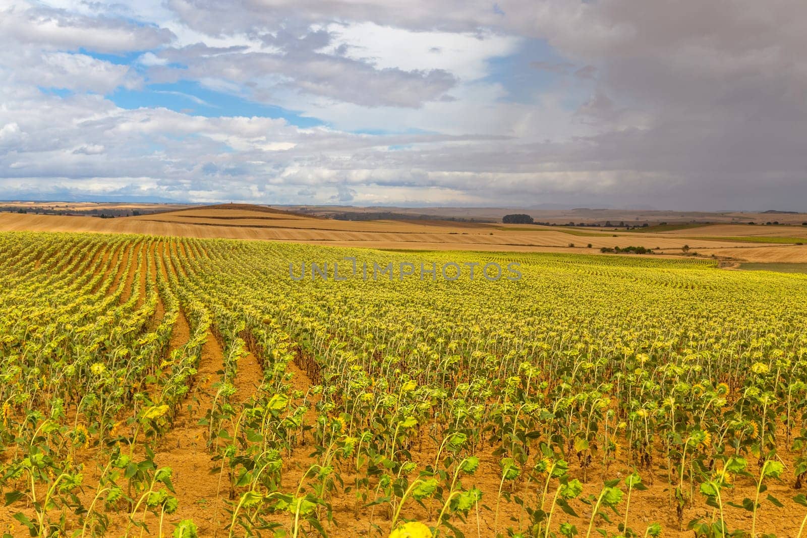 Field of sunflowers on the camino de santiago, Navarra, Spain