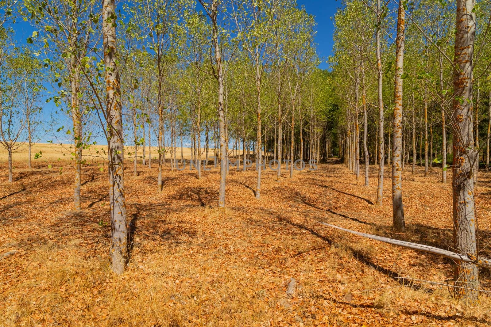 Rural landscape of north of Spain. Forest in the end of summer
