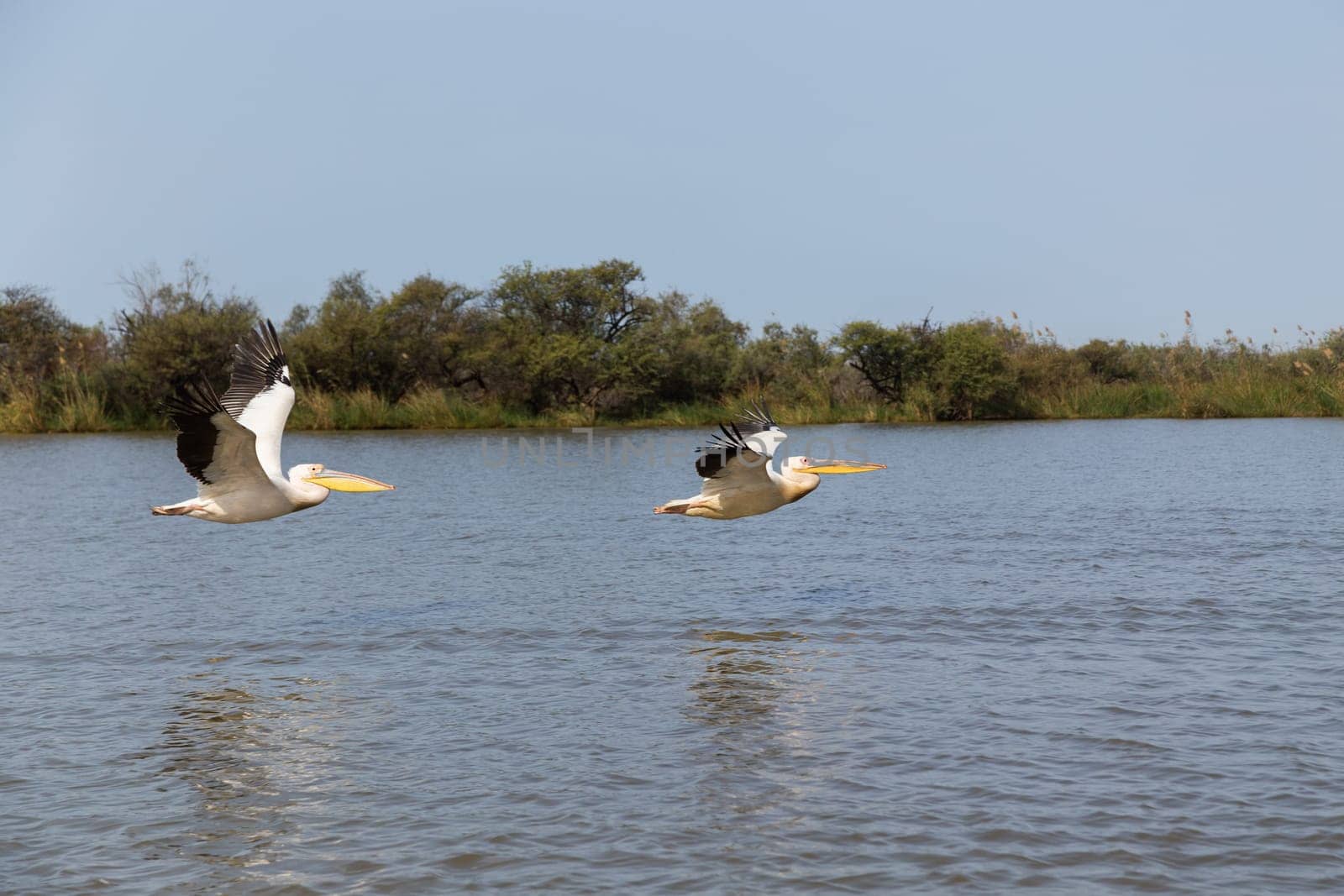 Pelicans in Djoudi national park reserve. Senegal