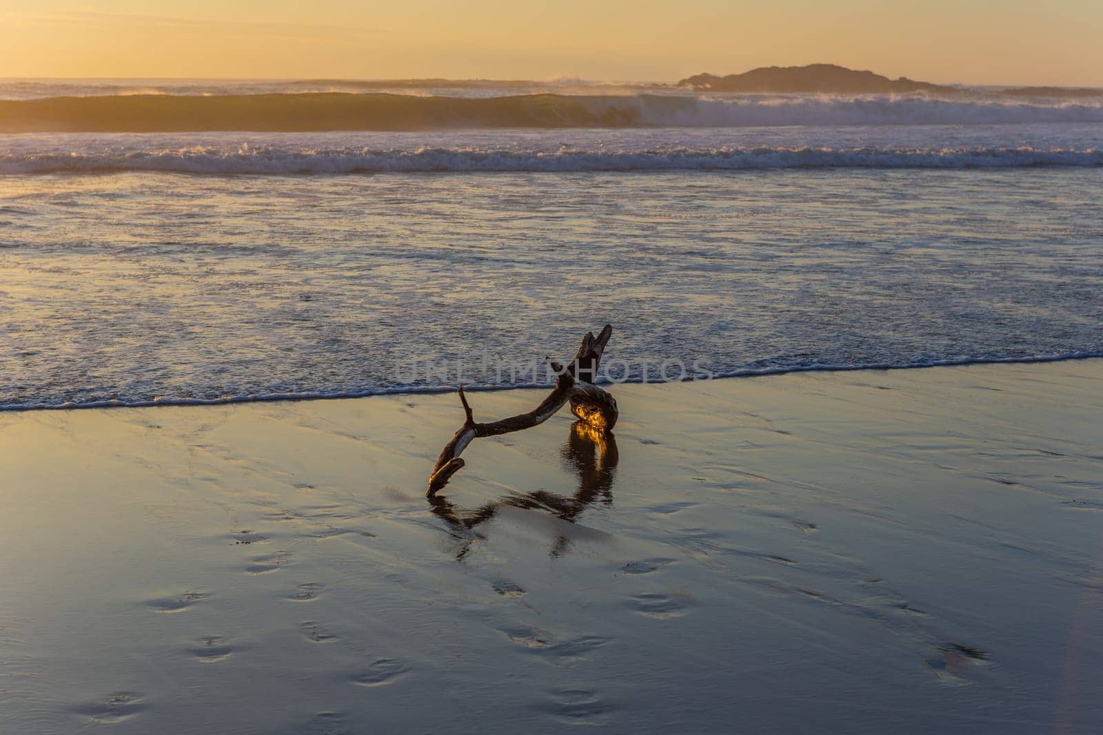 Old tree at the beach, sunset light. Beach of Mindelo in the north of Portugal