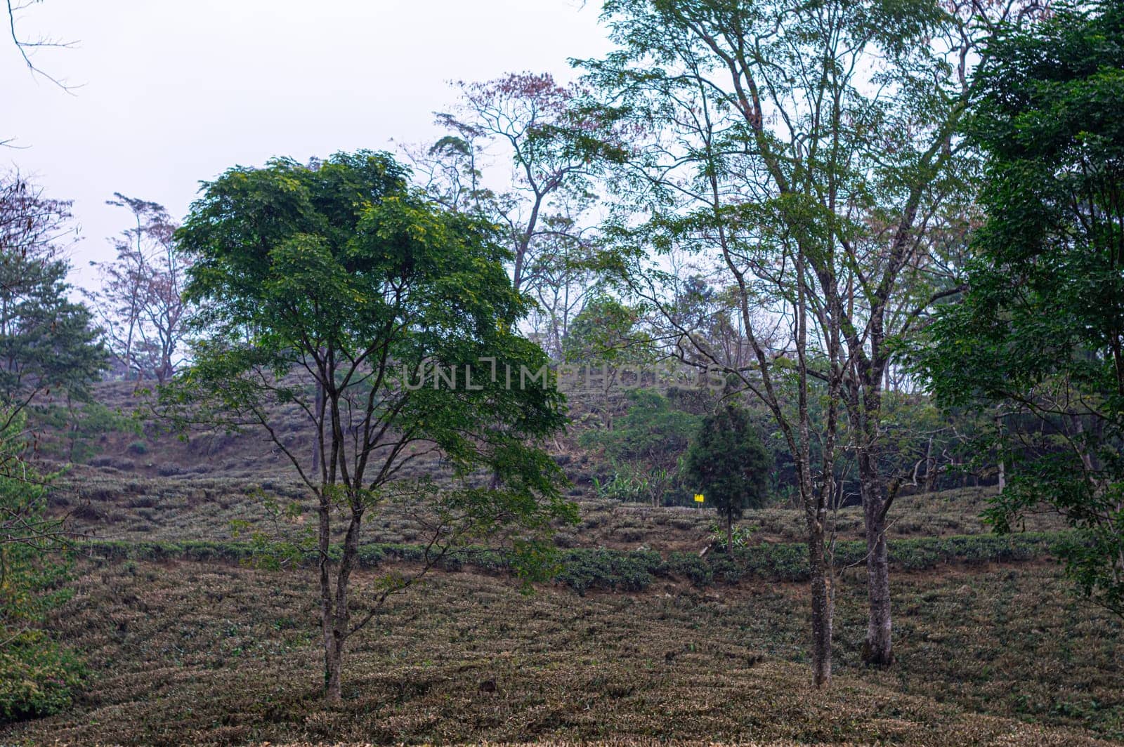 Tea garden landscape in hillside mountain slope Darjeeling West Bengal India South Asia Pacific