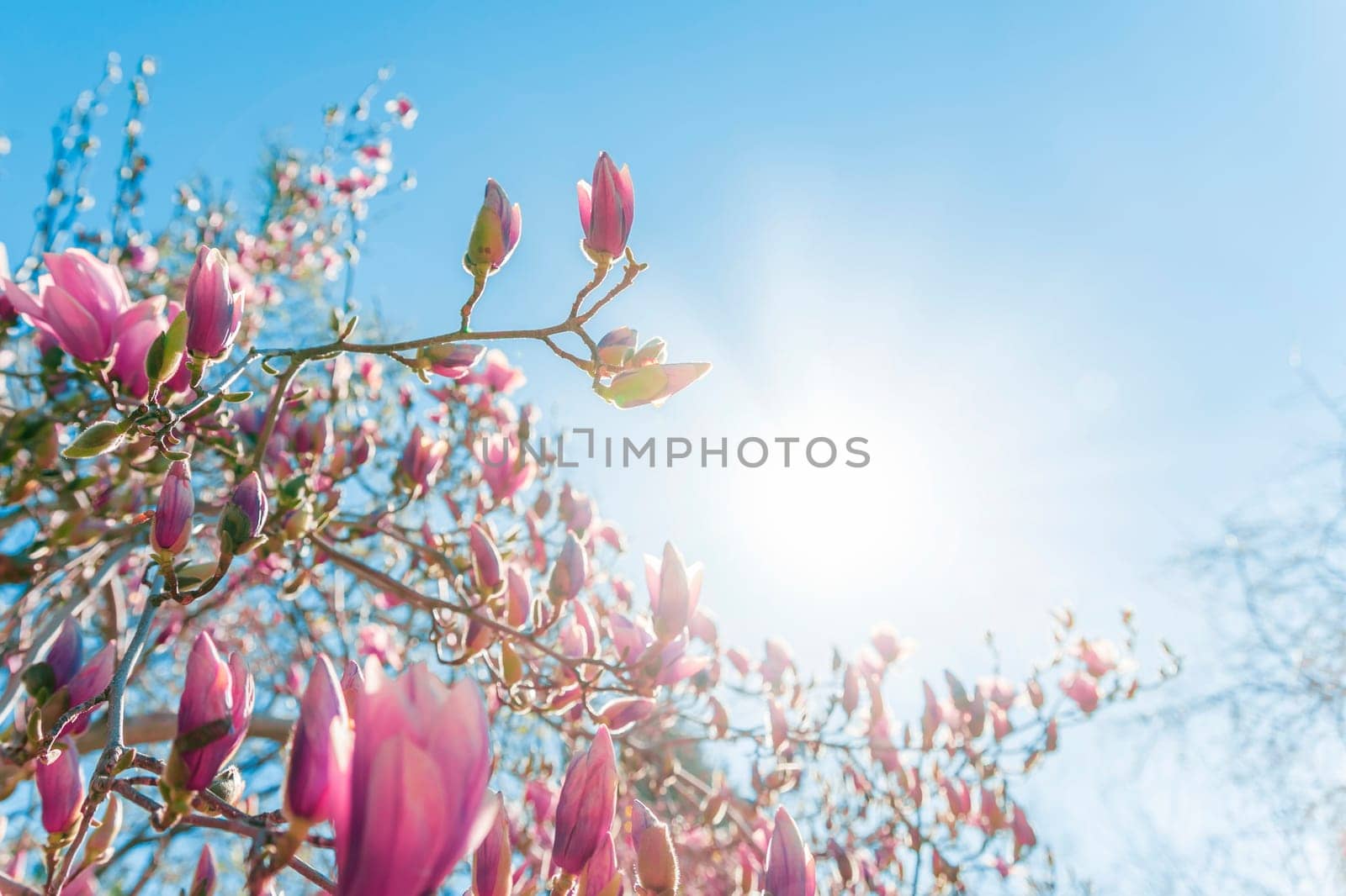 Magnolia tree branch with pink flowers in sunny day. Beautiful spring background