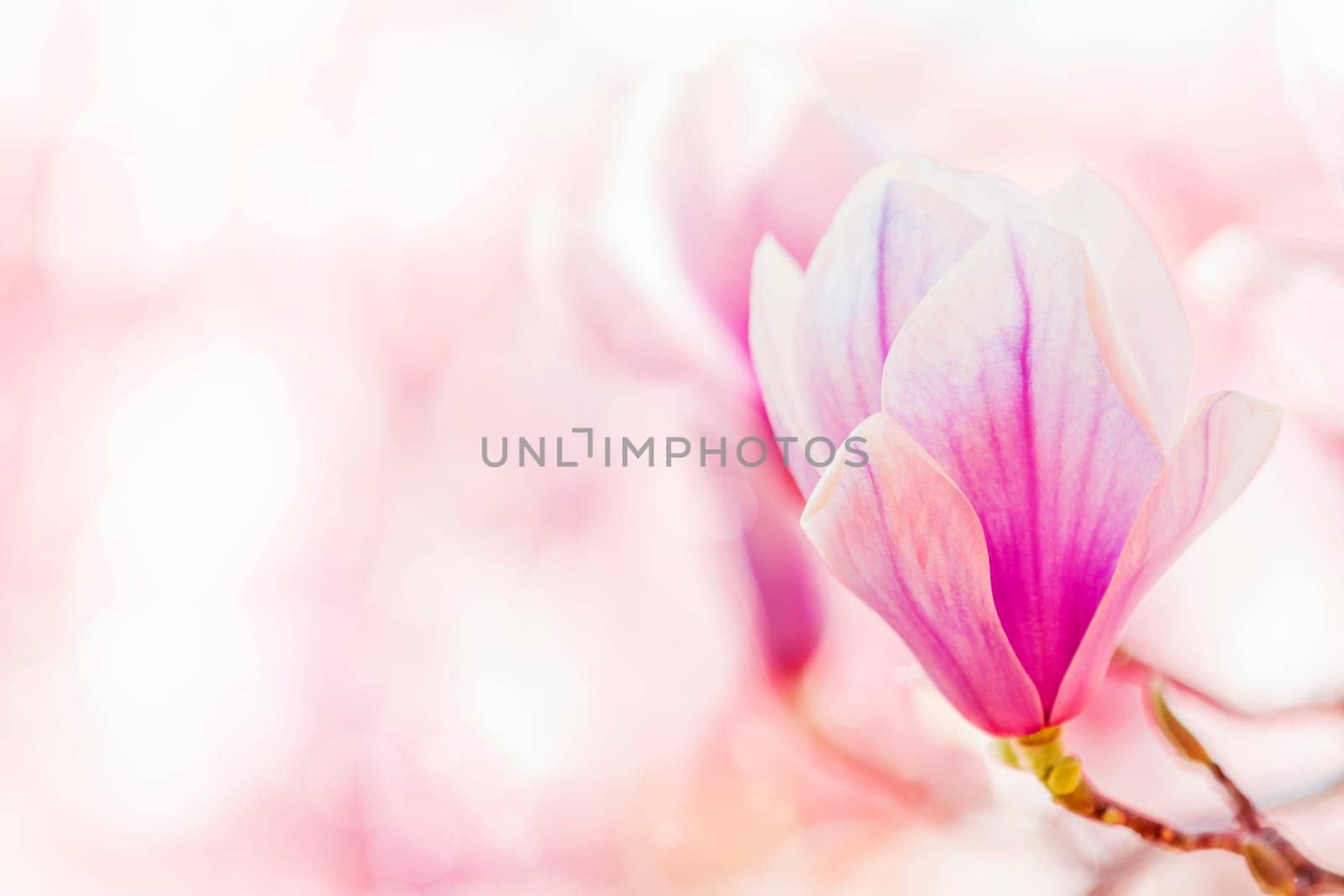 Beautiful magnolia flowers on blurred background with bokeh effect