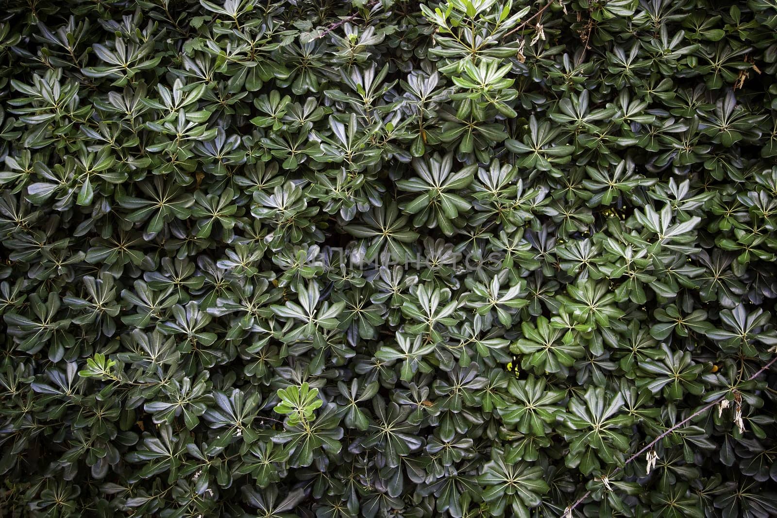 Detail of green background with outdoor plants, decoration with nature