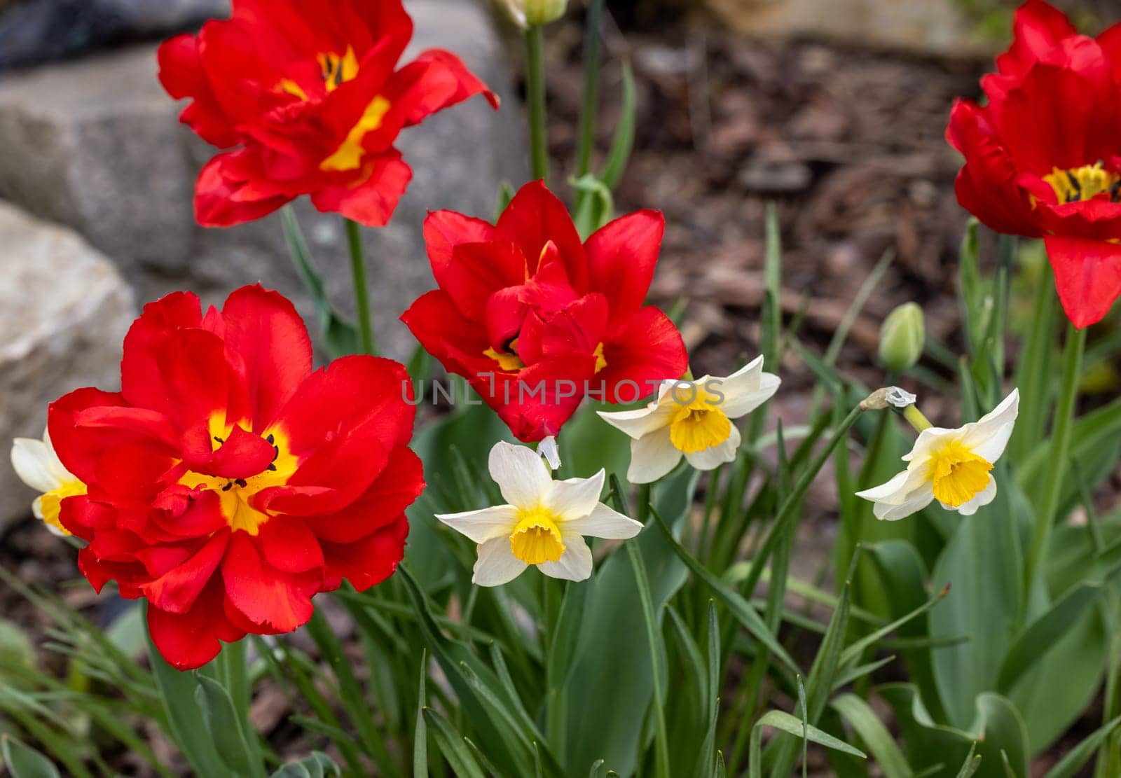 red tulips flowers blooming in a garden