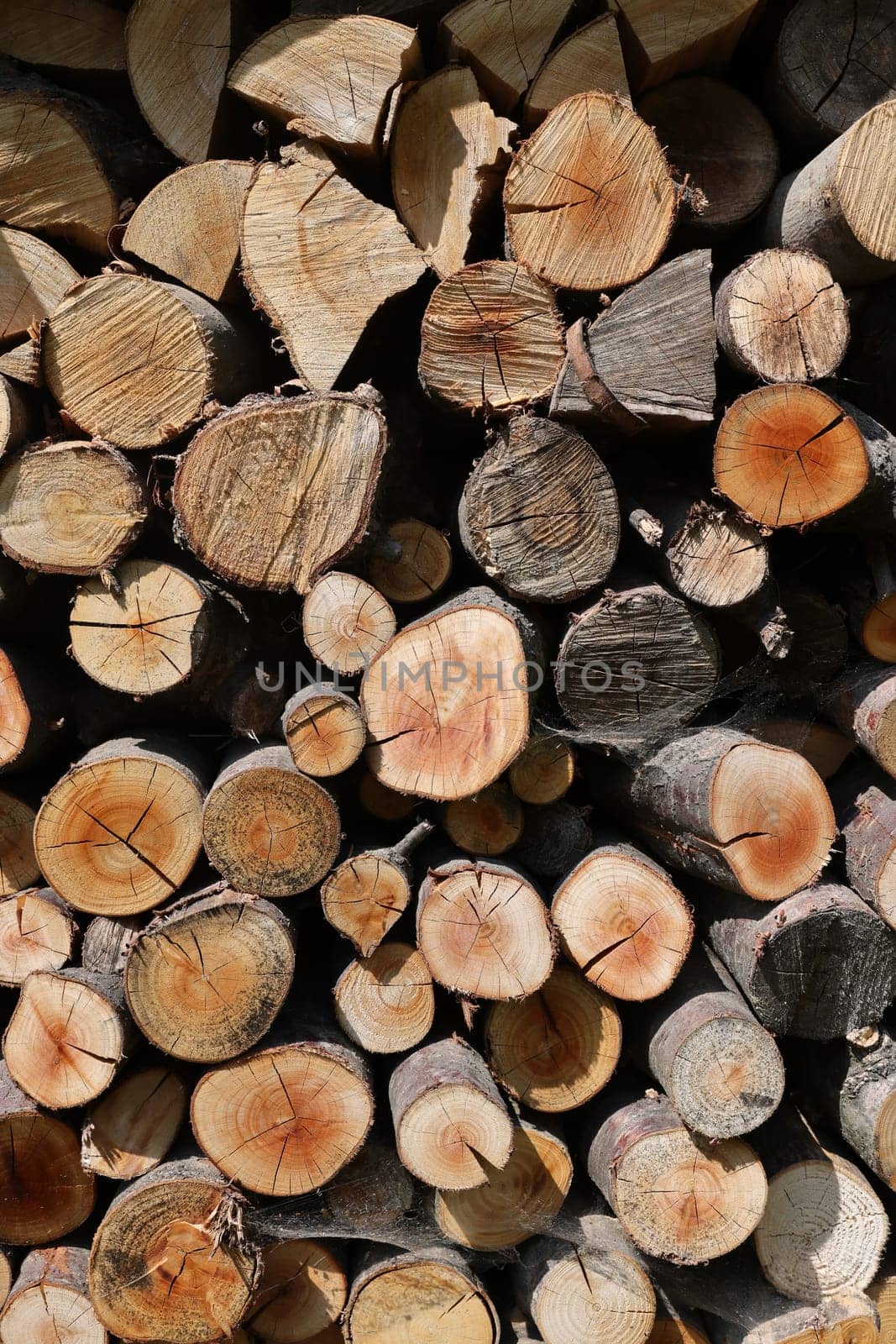 stack of firewood prepared for winter