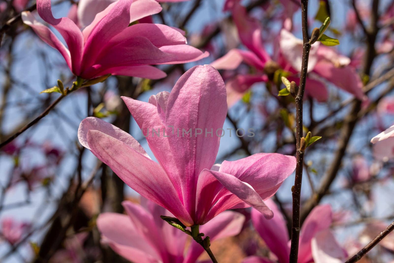 Beautiful magnolia tree blossom in spring. Pink magnolia flowers on a tree branch.