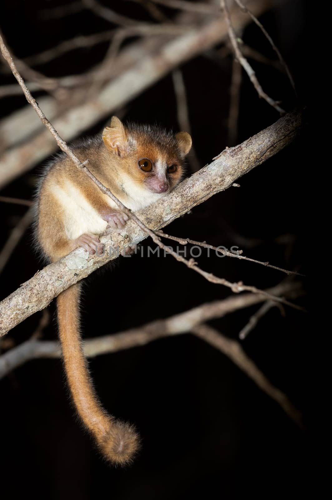 Cute small nocturnal Madame Berthe's mouse lemur (Microcebus berthae). Endangered species of nocturnal lemur hanged on tree trunk in natural habitat. Kirindy Forest. Madagascar wildlife animal.