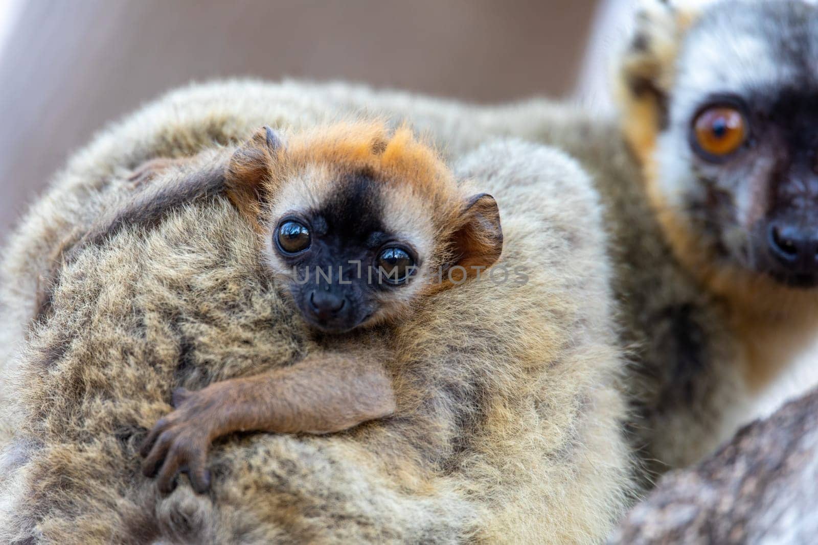 Red-Fronted Lemur (Eulemur Rufifrons), female with small cute baby. Endangered endemic animal in Kirindy Forest, Madagascar wildlife animal.
