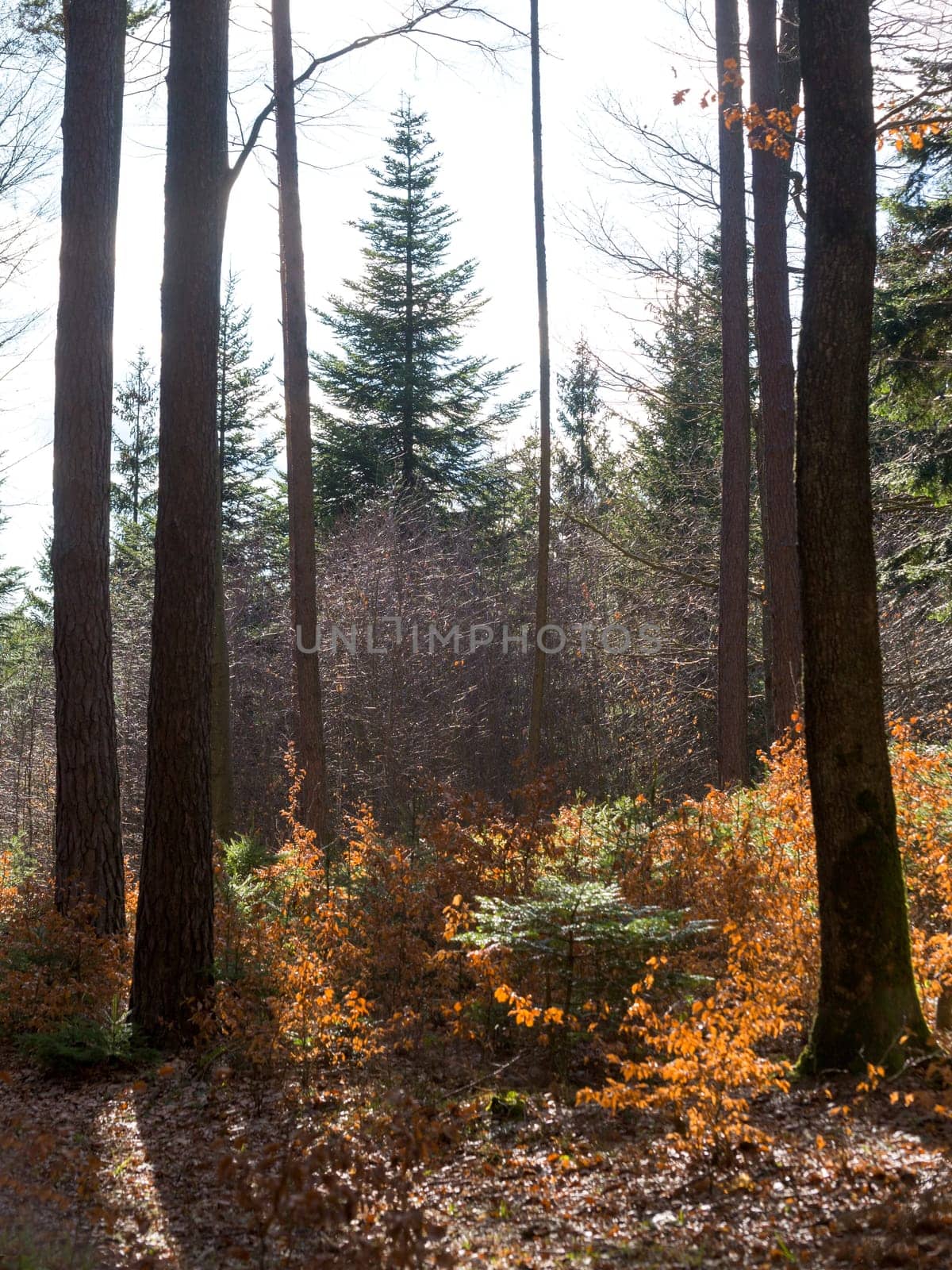 autumn forest scene burgenland austria
