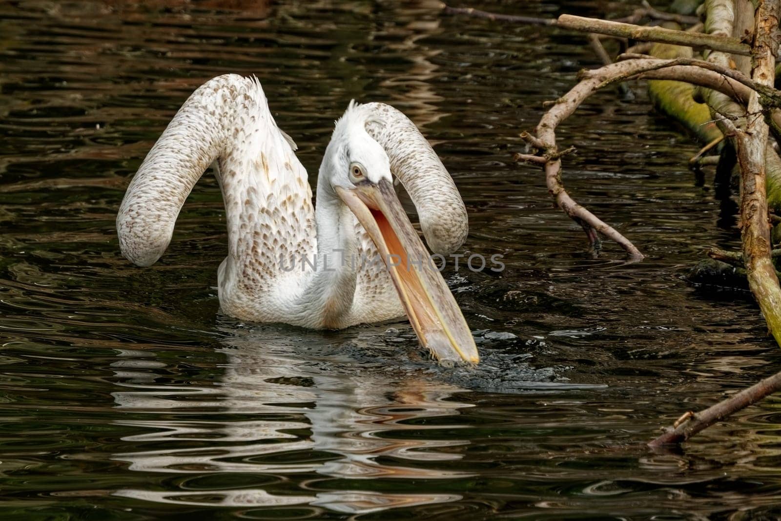Pelican