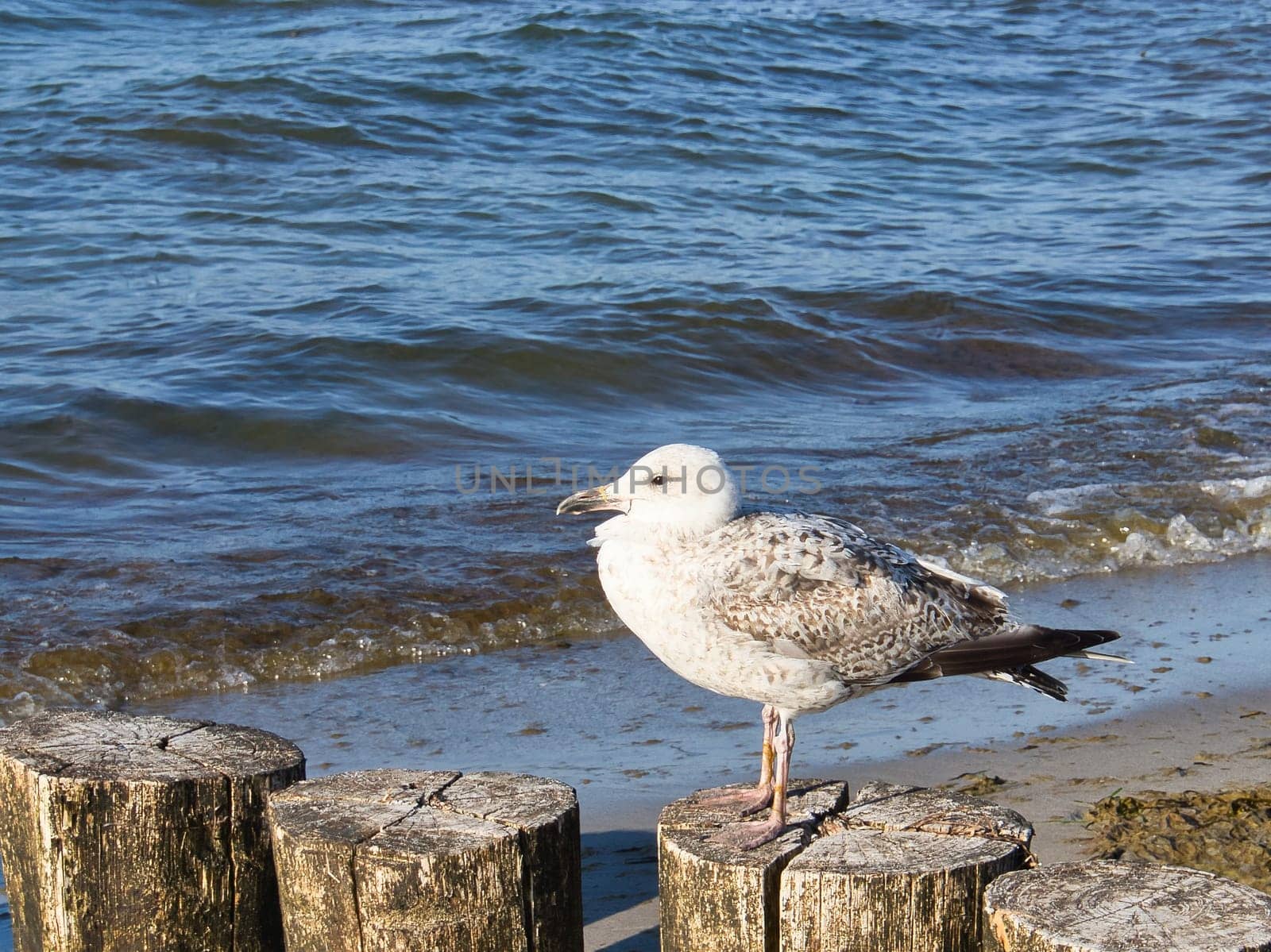 seagull stands on a groyne that juts into the Baltic Sea into the sea. The bird looks into the sunset. The plumage in white and black. Animal photo of seagulls on the coast