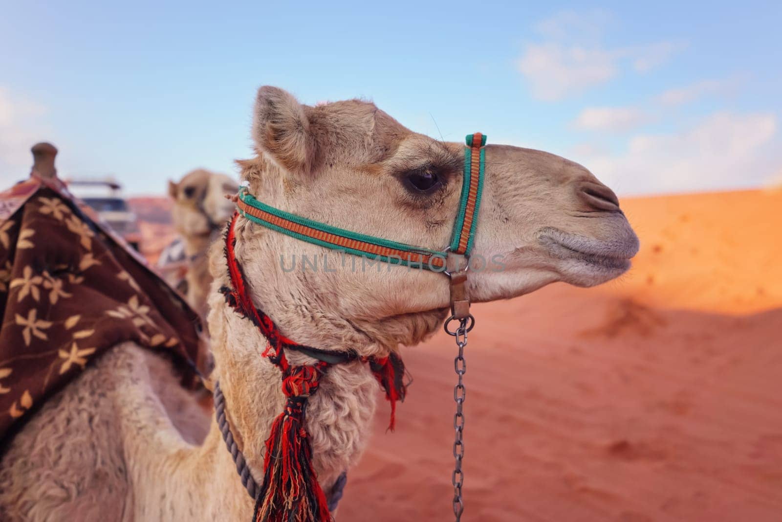 Camel resting on red sand Wadi Rum desert closeup detail, blurred sun lit sand background.