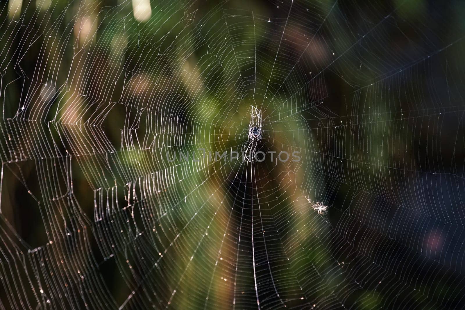 Closeup detail to large cobweb in Madagascar jungle, blurred dark green rainforest background..