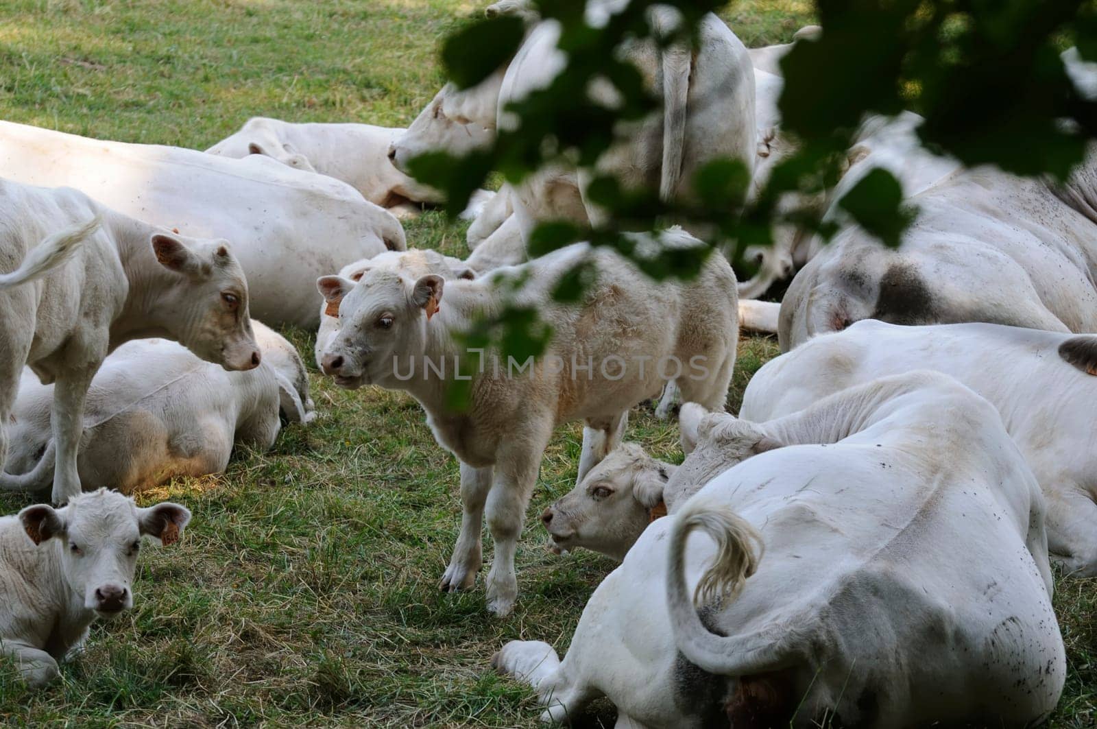 charolais cattle