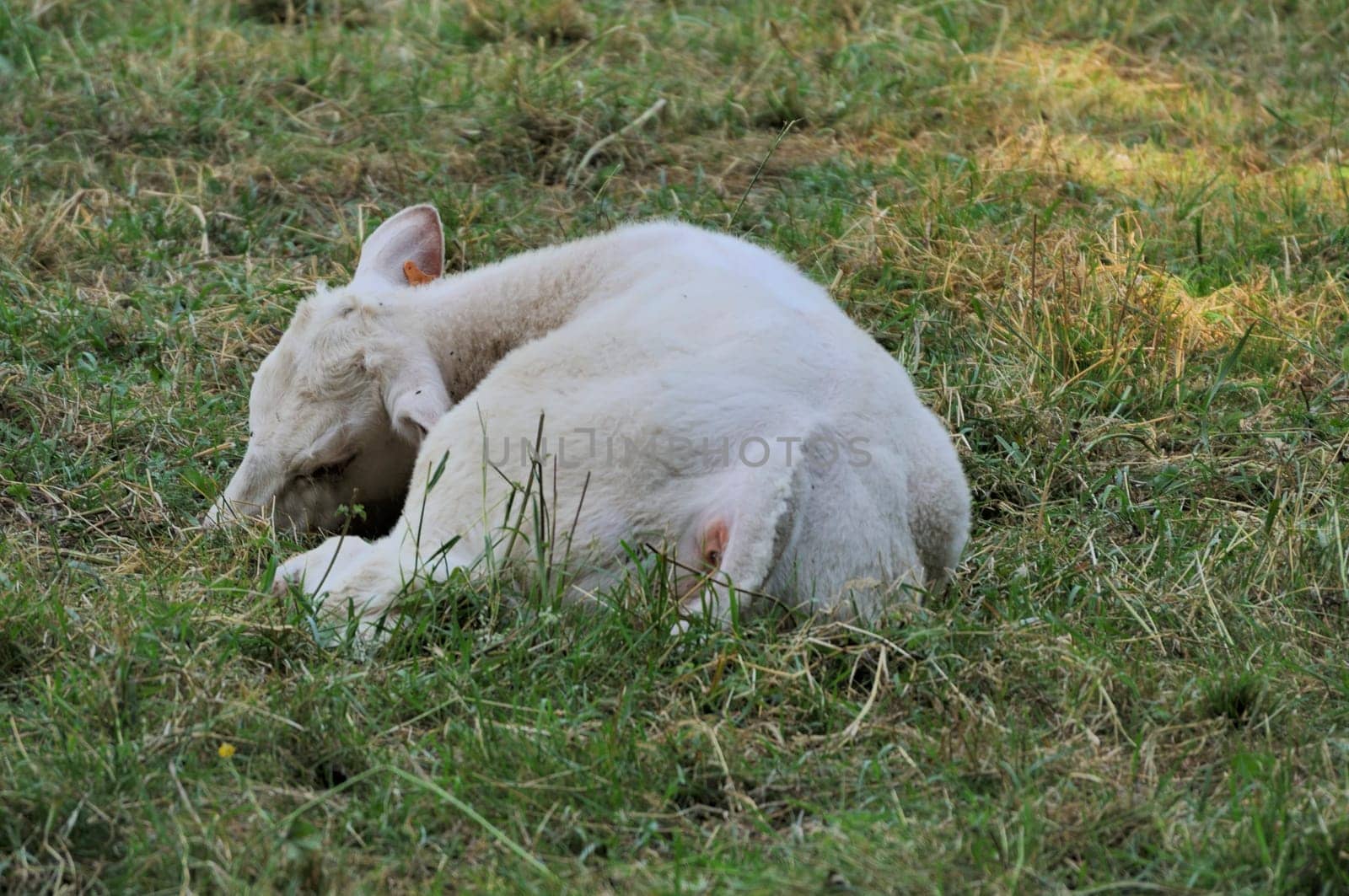 charolais cattle