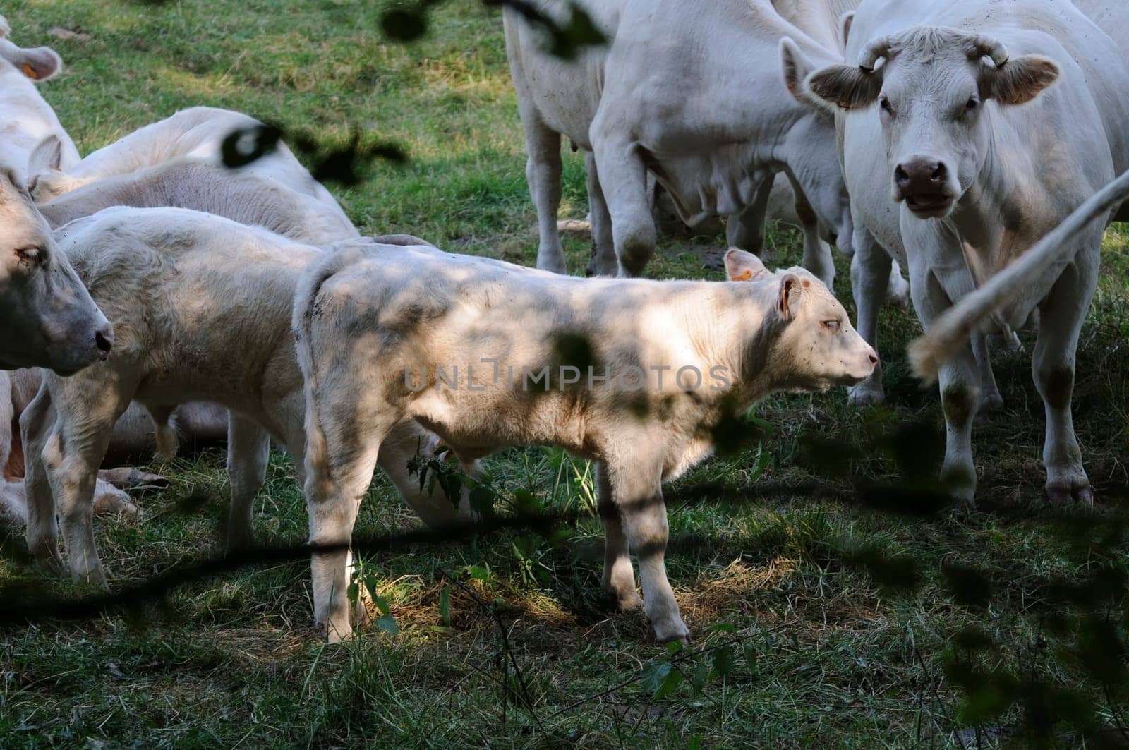 charolais cattle