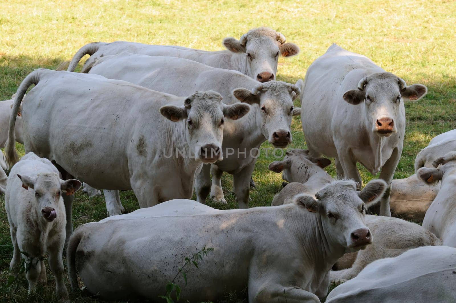 charolais cattle