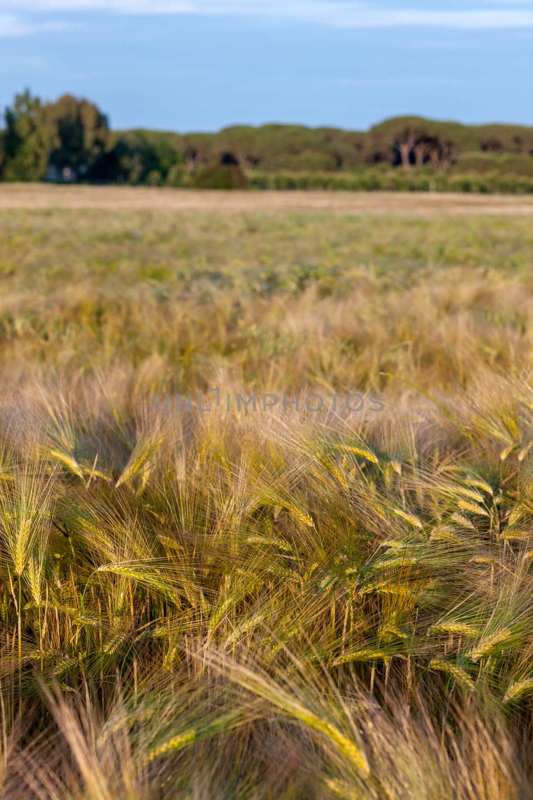 Young wheat growing in green farm field under cloudy blue sky