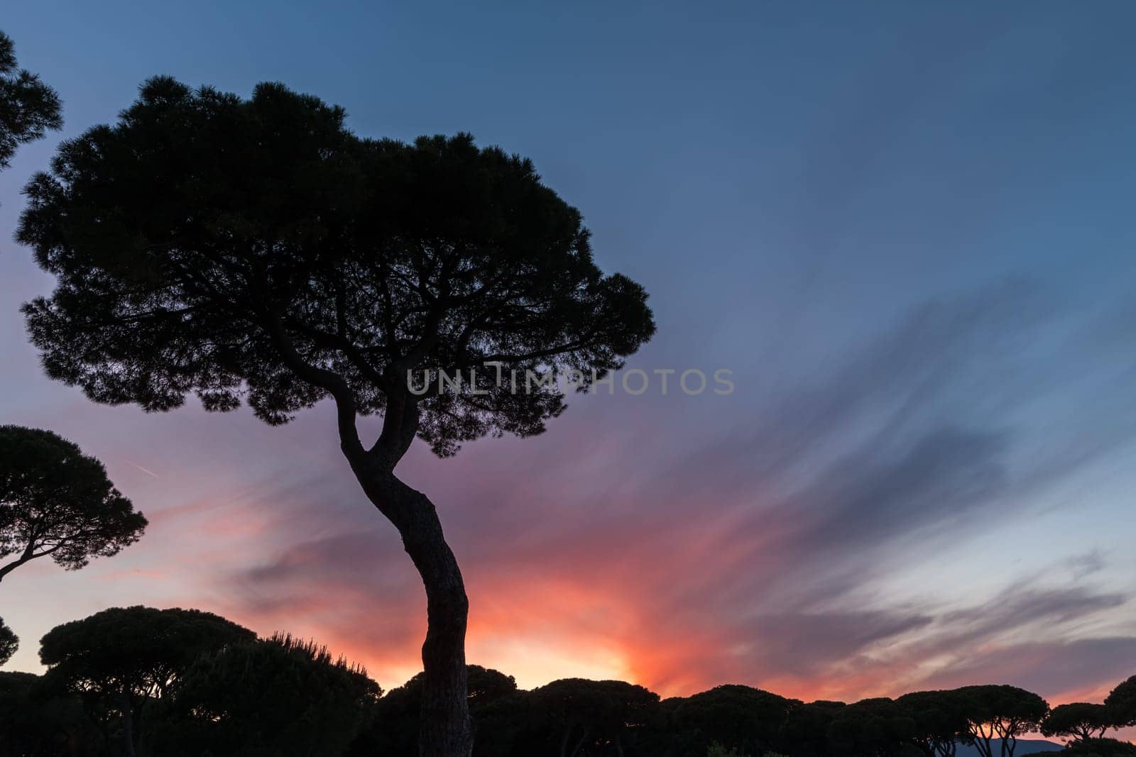Beautiful sunset on the background of Italian pines