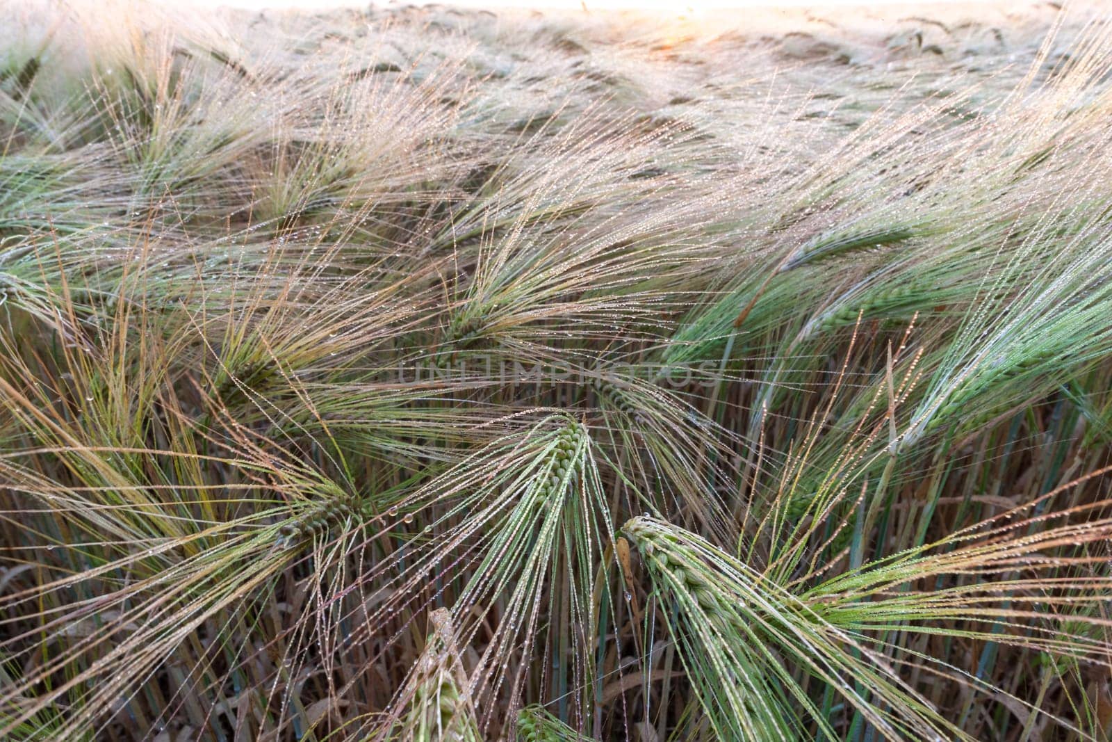 Young wheat growing in green farm field close-up with dew drops