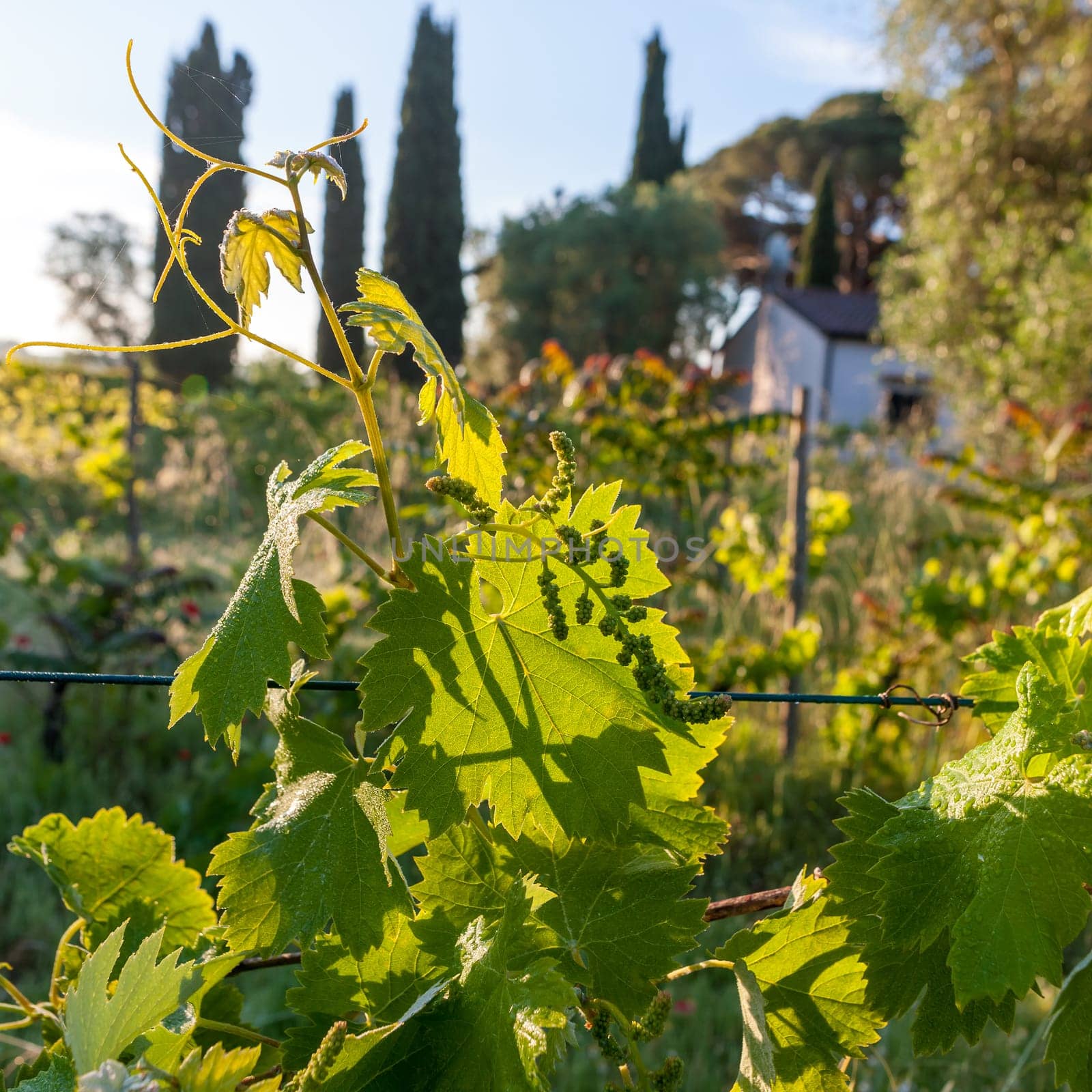 young green unripe wine grapes against the backdrop of a plantation