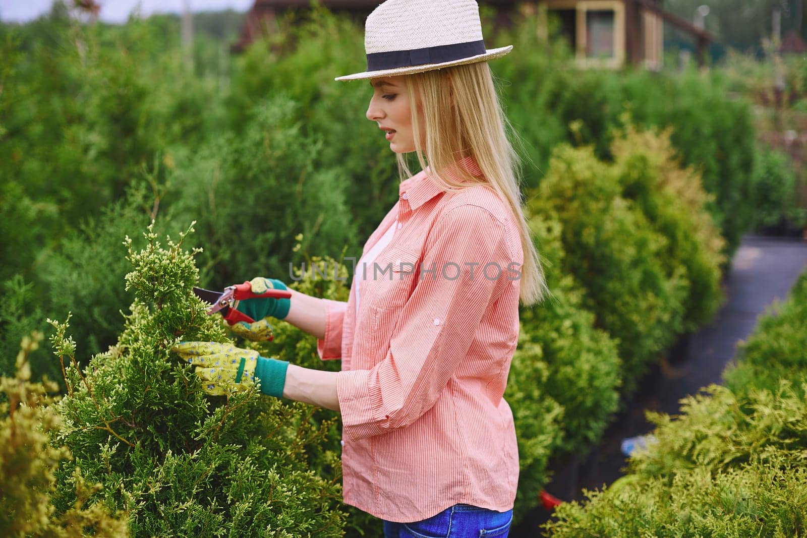 Pretty young woman cutting thuja branches with shears