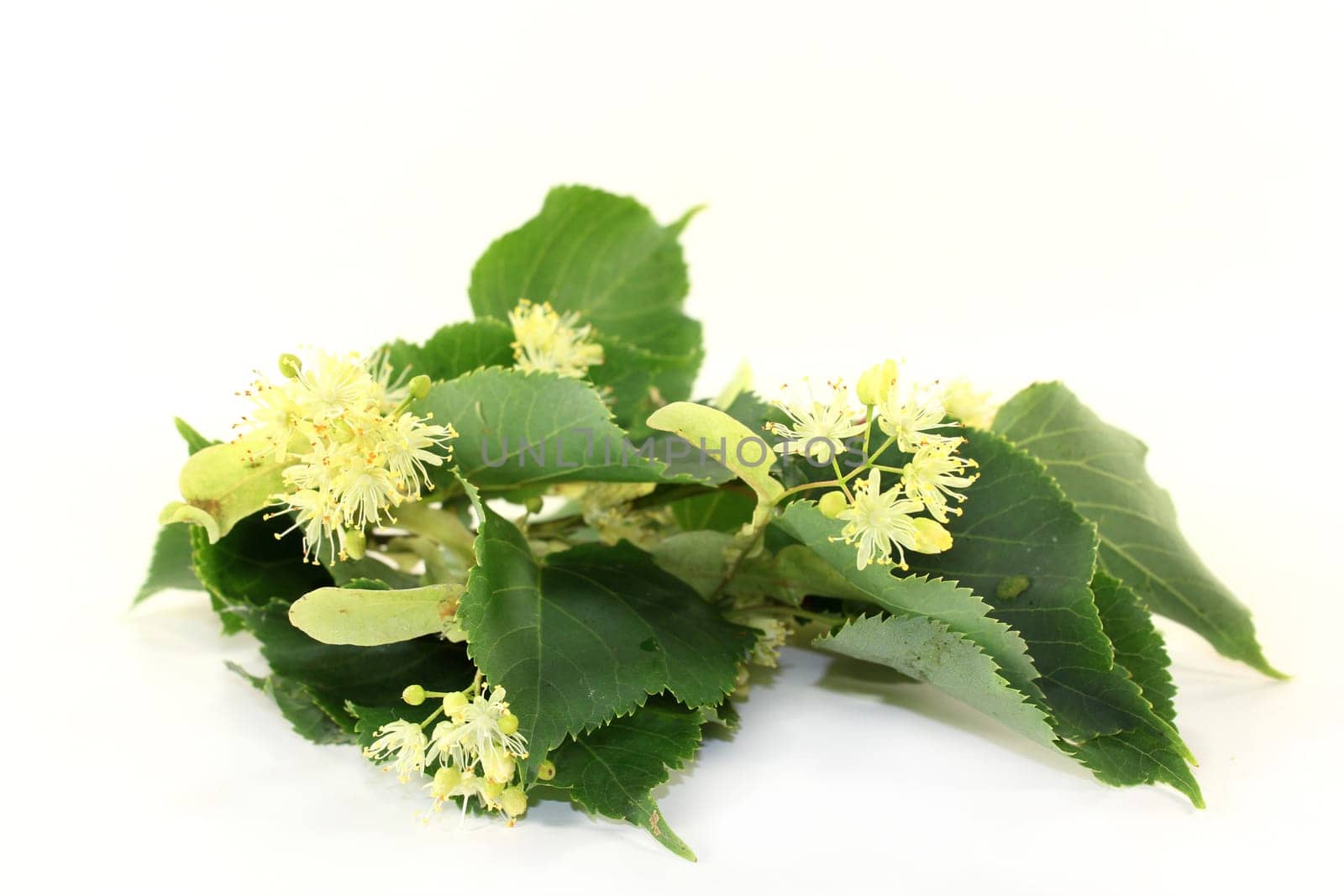 Lime blossoms and leaves against a bright background