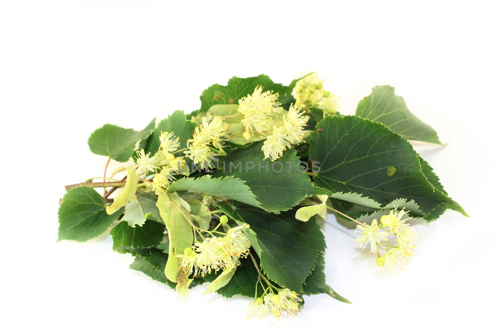 Lime blossoms and leaves against a bright background