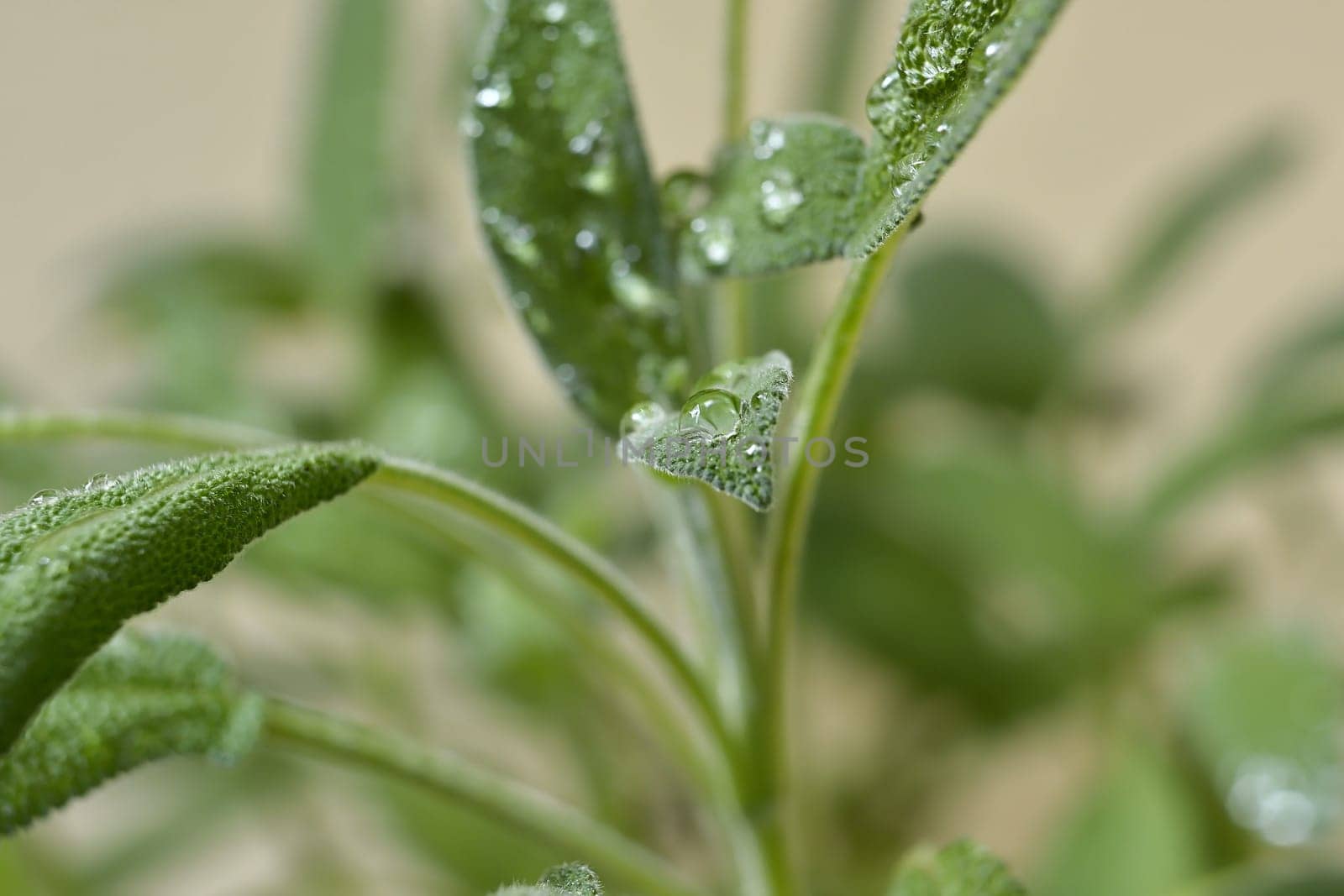 Sage plant after a rain in the garden