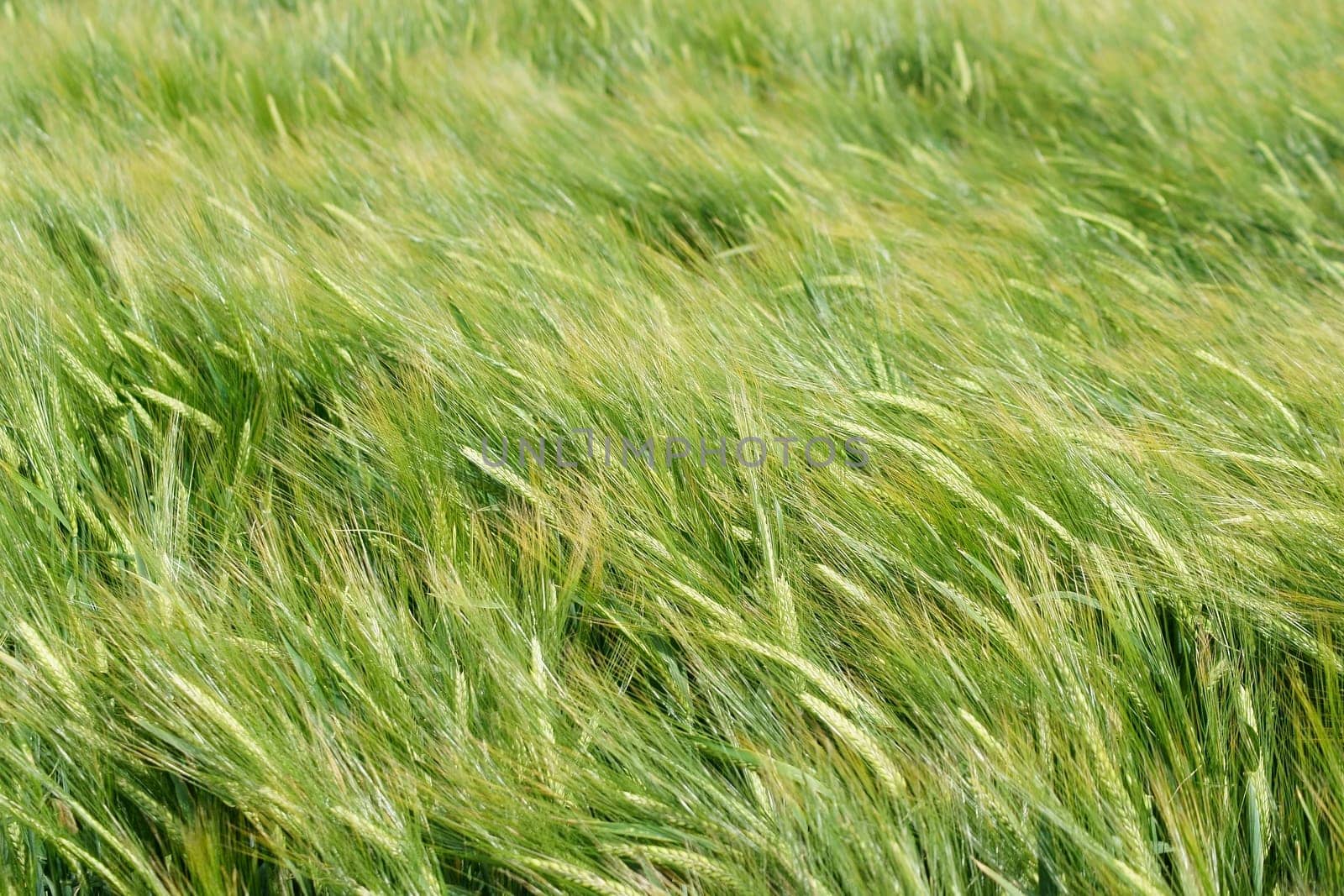 The wind sweeps over the grains and grannes of barley.