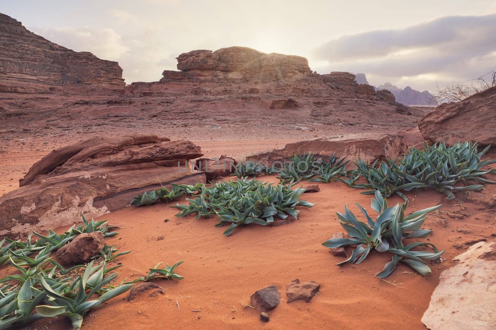 Rocky formations in Wadi Rum desert, cloudy sky over red dust and rocks, Sea squill plants (Drimia maritima) in foreground.