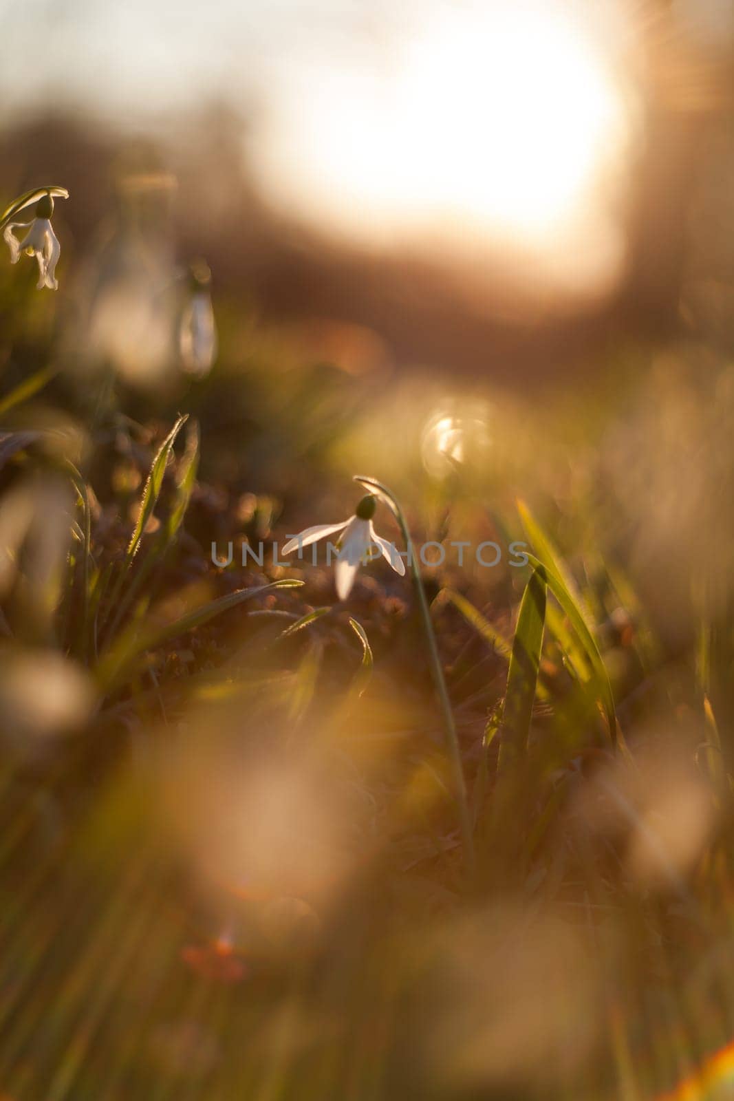 White snowdrop in wildlife with the sun's rays on a blurred background.