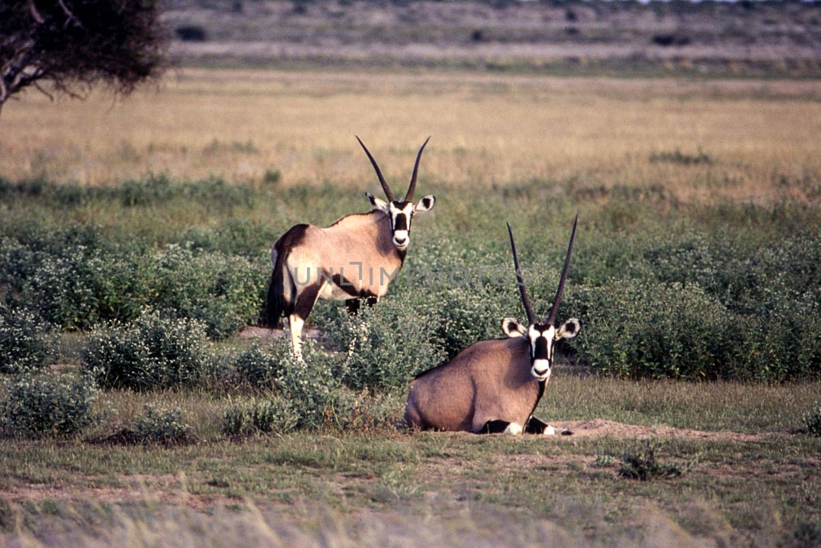 Gemsbok (Oryx gazella), Central Kalahari Game Reserve, Ghanzi, Botswana, Africa.