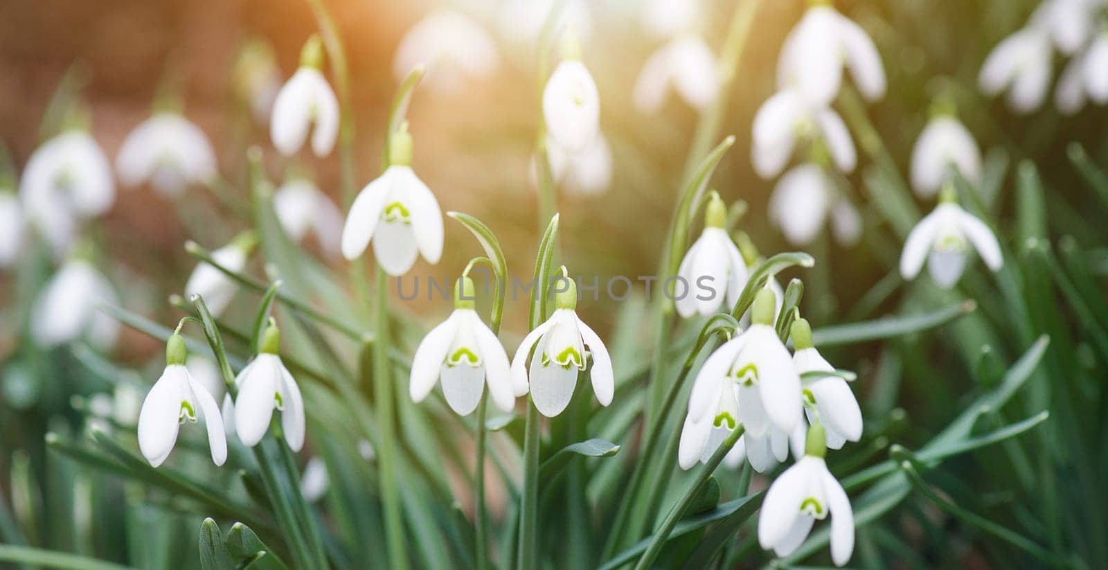Snowdrop flowers blooming in winter and spring, sunlight shinning through the blossoms and leaves, first wildflower in sprintime