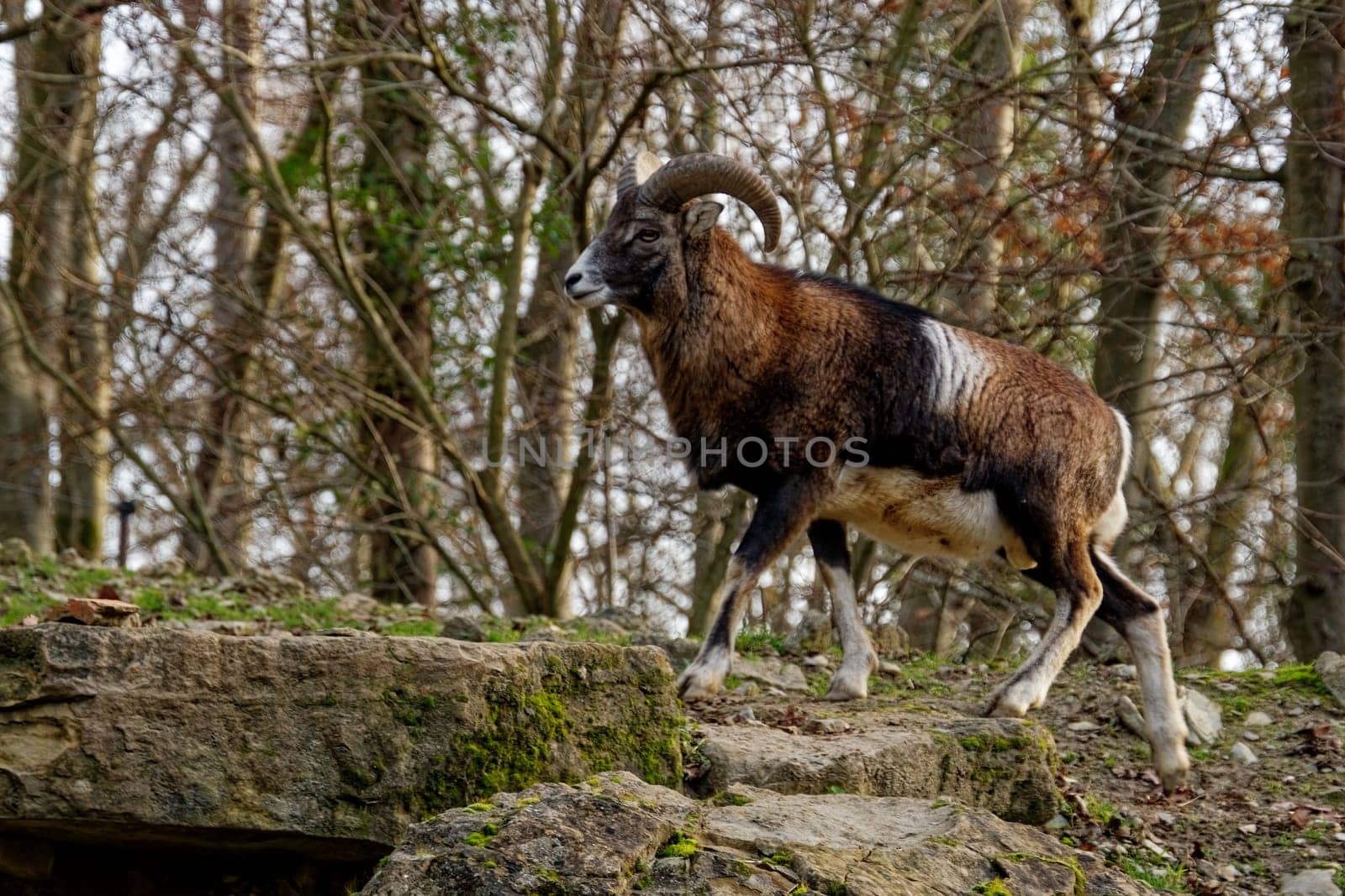 Mouflon