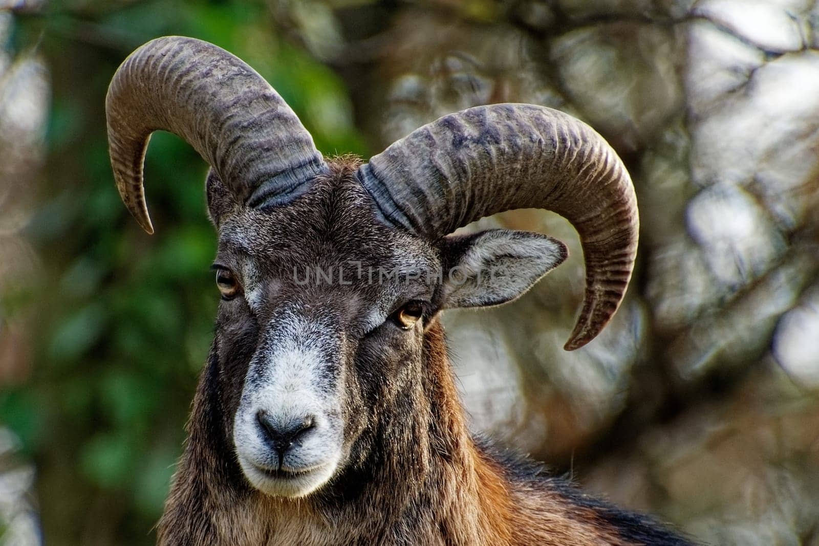 Mouflon