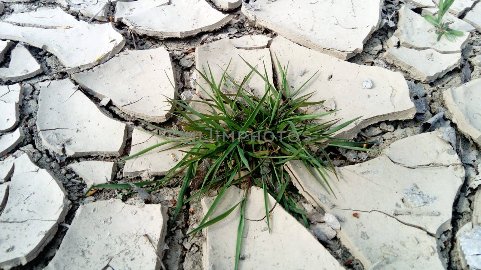 Green grass growing through dry cracks. Desert